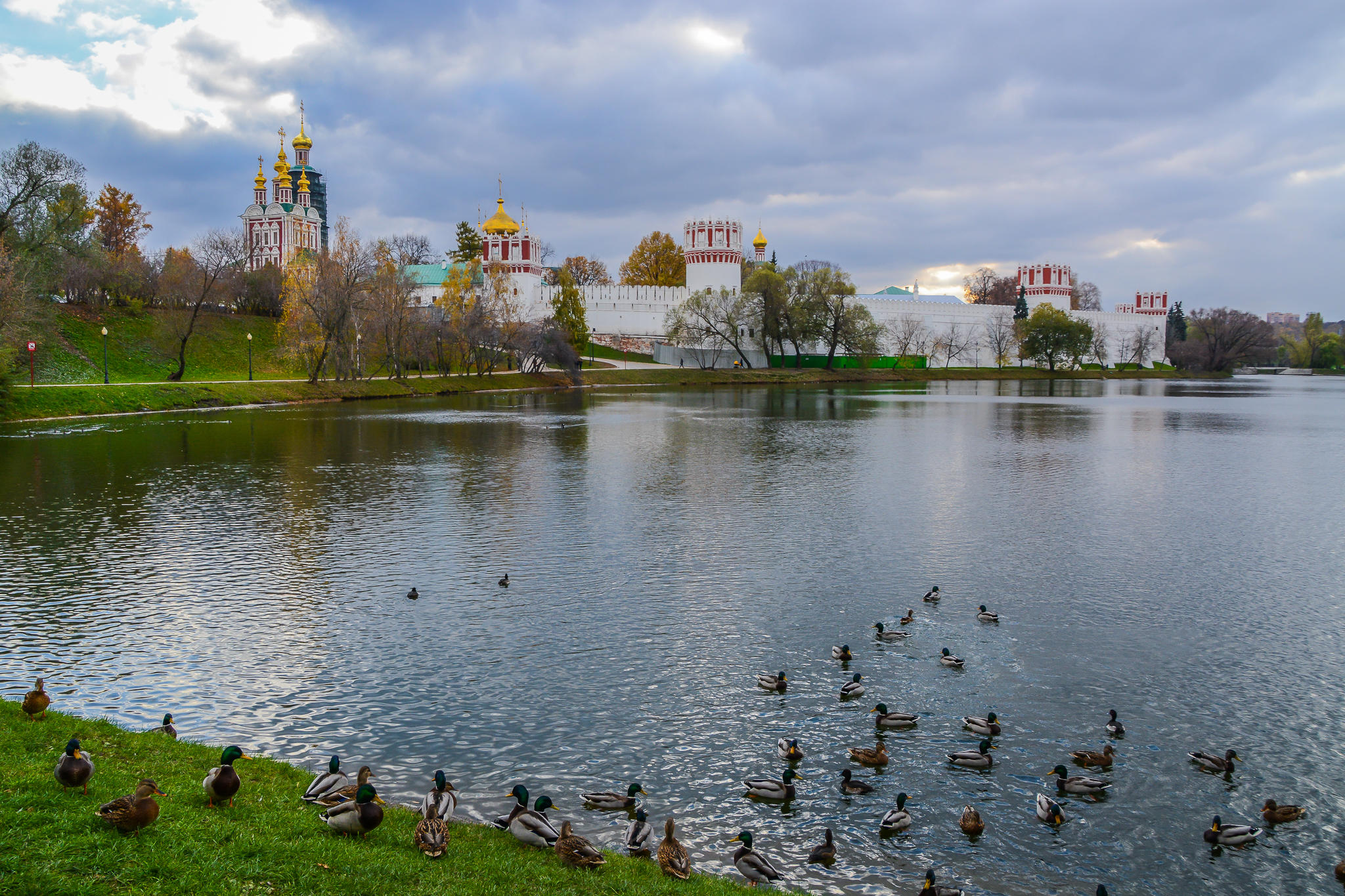 Wallpapers Russian summer birds on the desktop