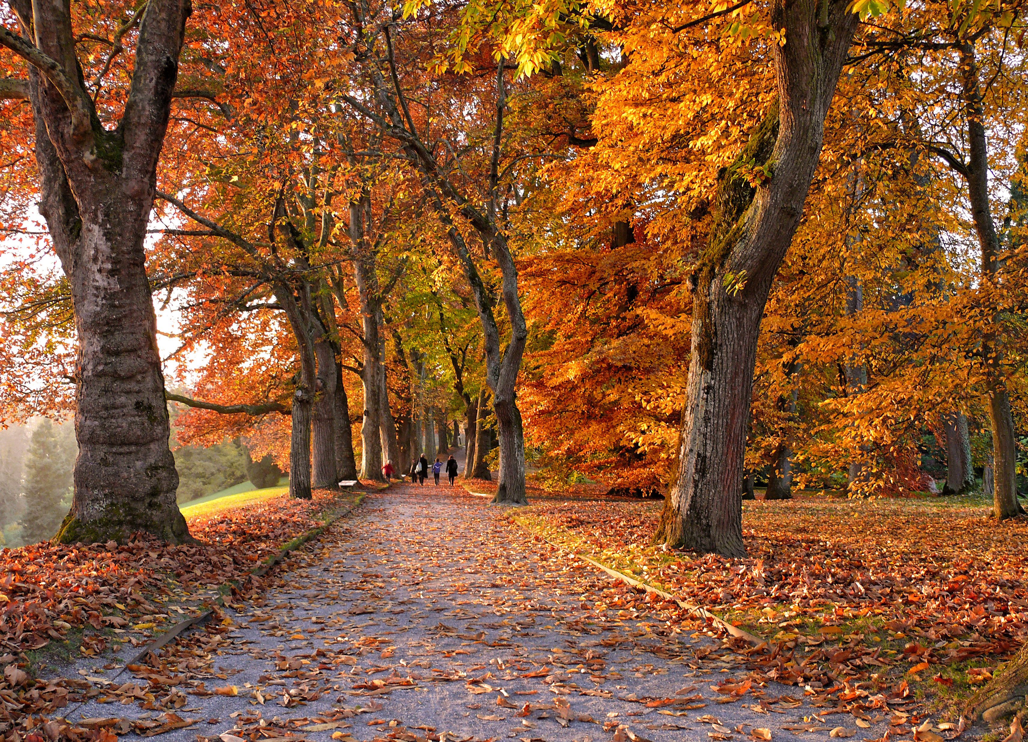 Free photo A tree-lined alley in the fall