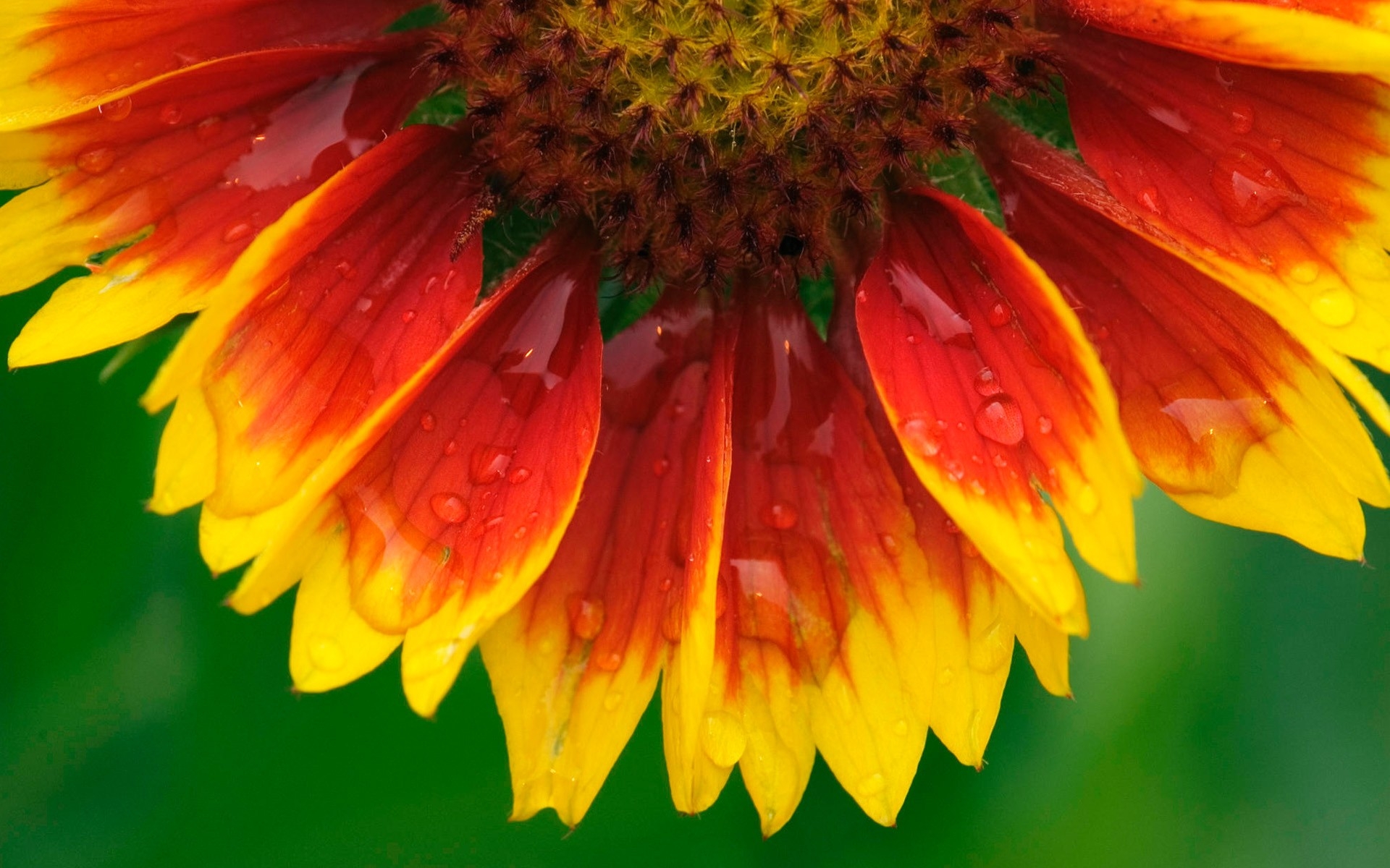 Free photo A colored flower in the rain