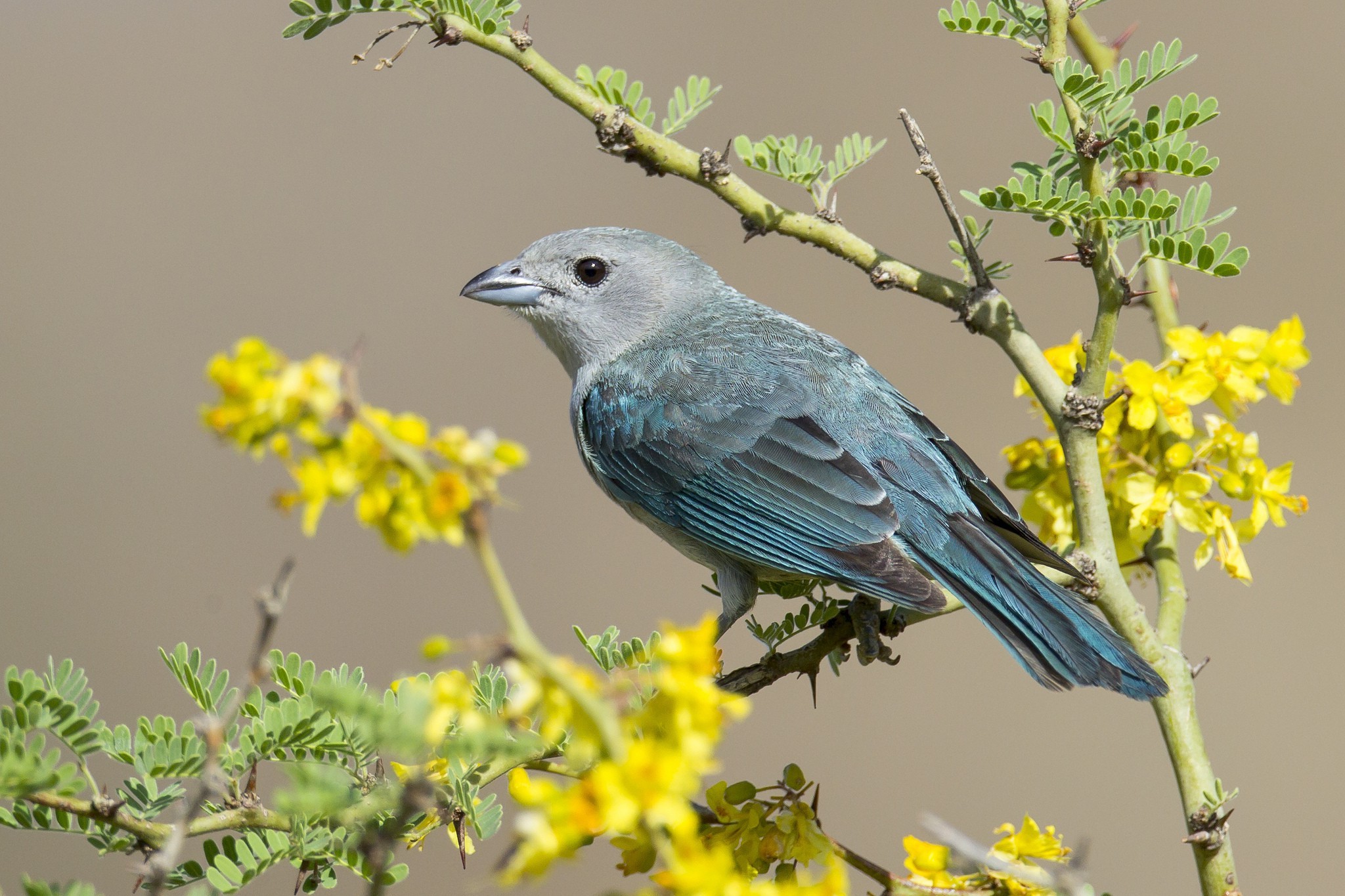 桌面上的壁纸鸟儿 分支机构 夏季