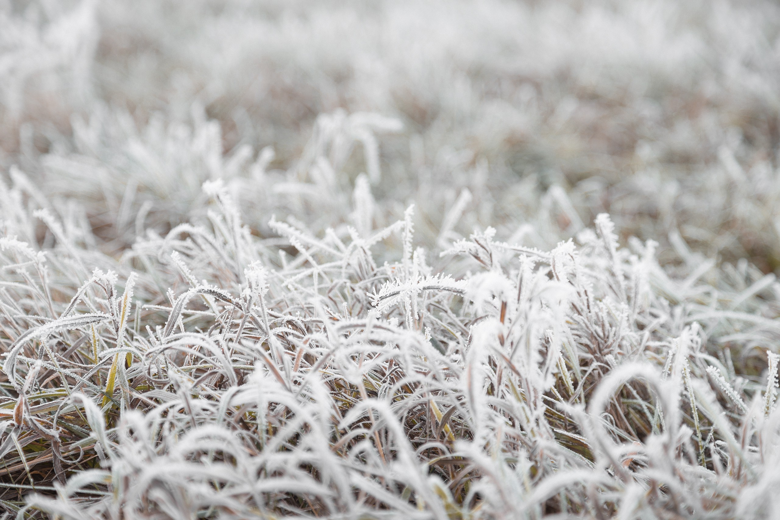 Wallpapers cold fall frost on the desktop