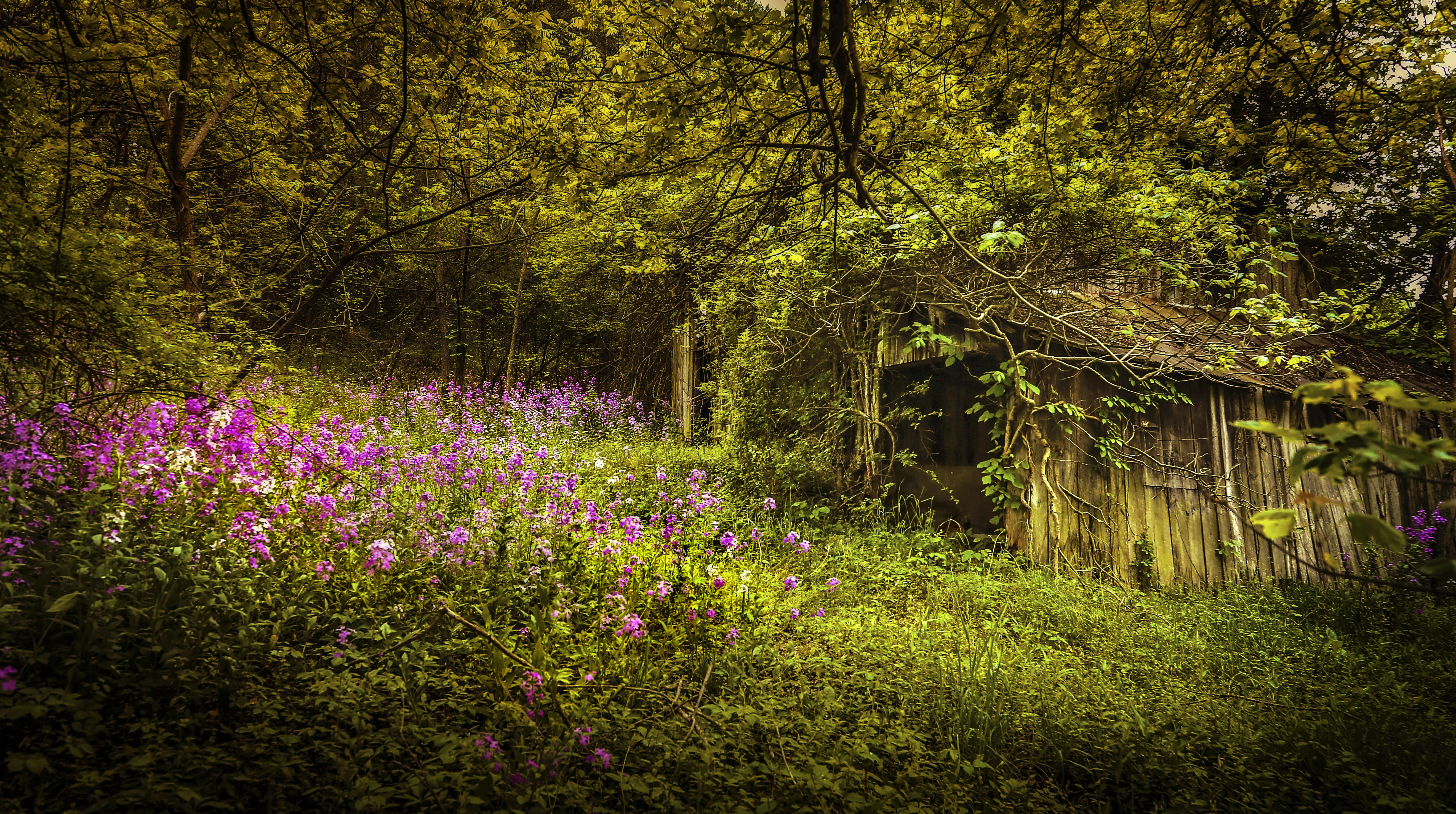 Wallpapers trees forest barn on the desktop