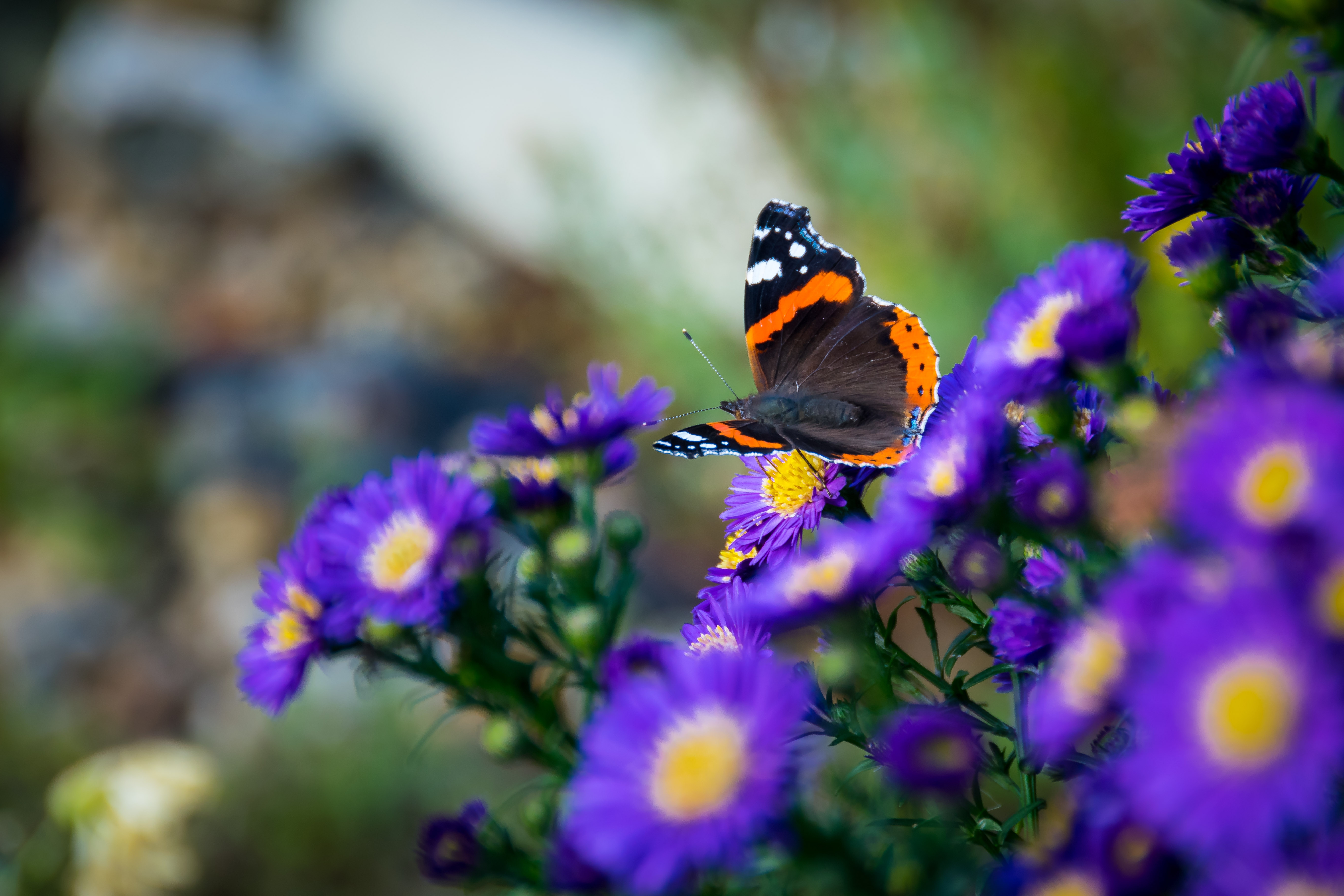 Free photo A butterfly on a purple flower.