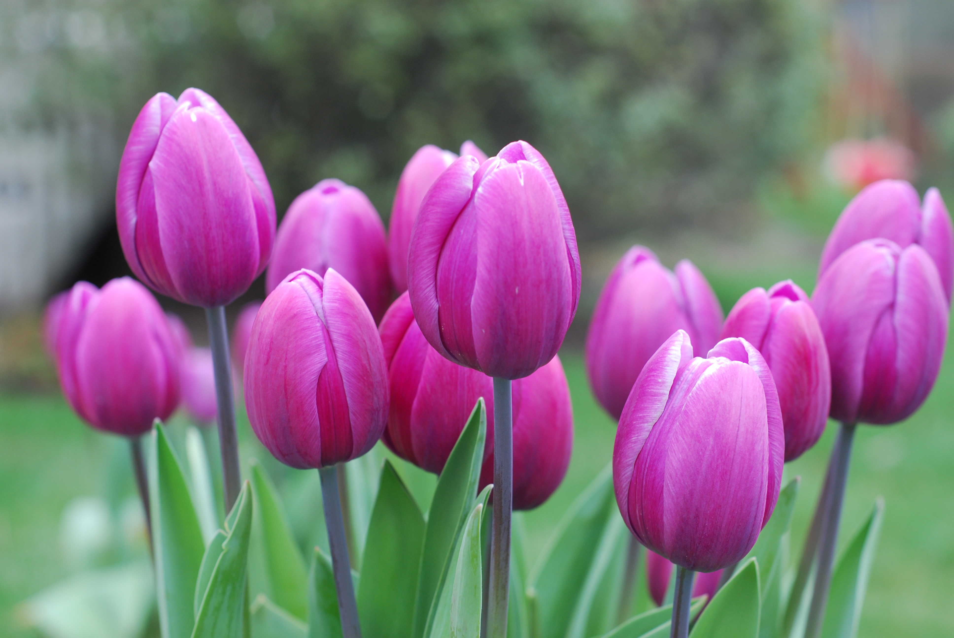 Free photo Tulips on the desktop