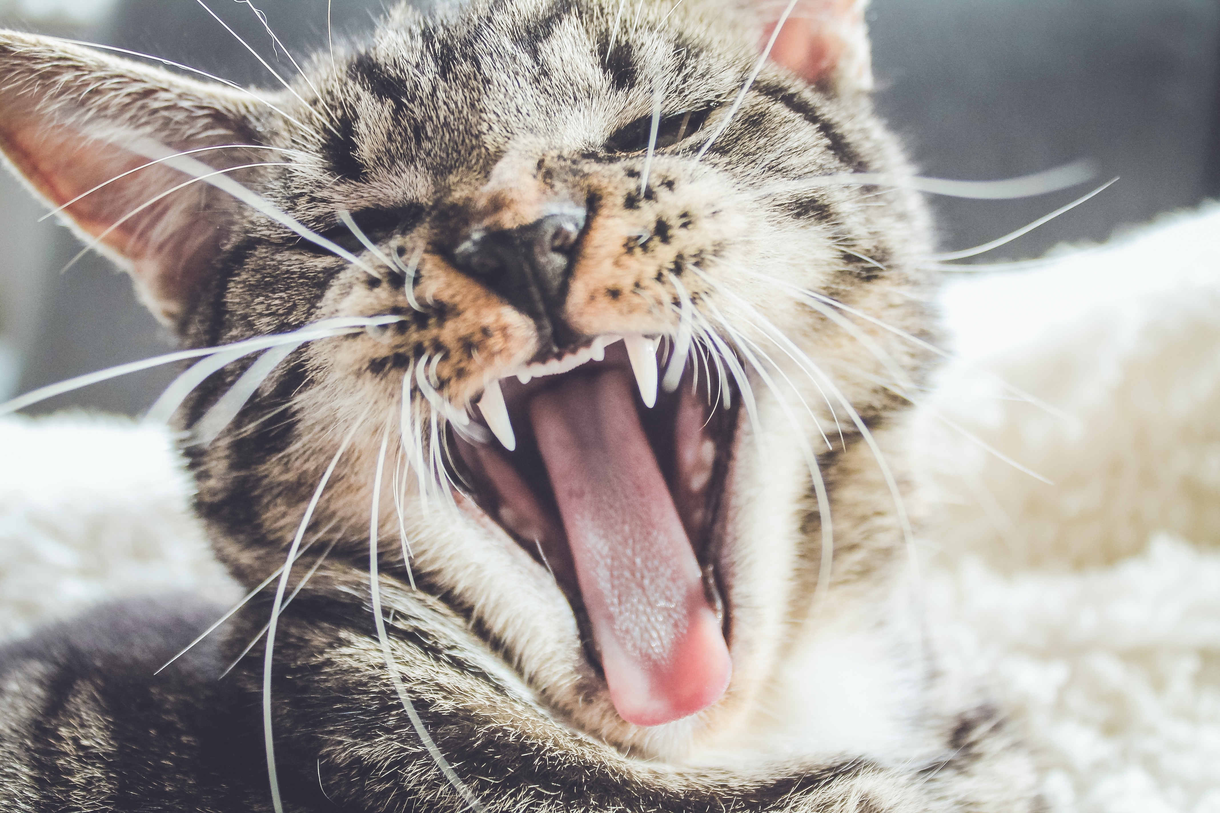 Domestic cat yawns in the morning
