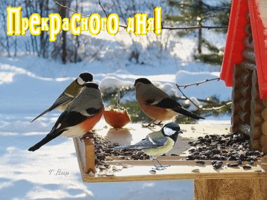 Открытка на тему зима пожелание птицы скачать бесплатно