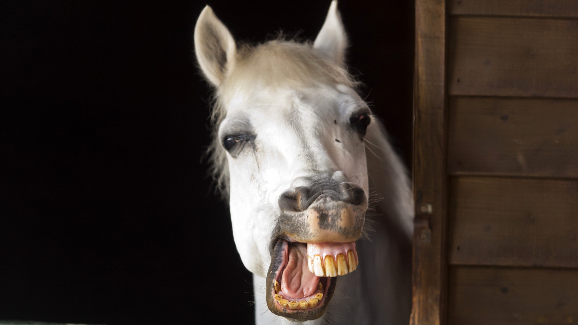 Free photo Funny horse