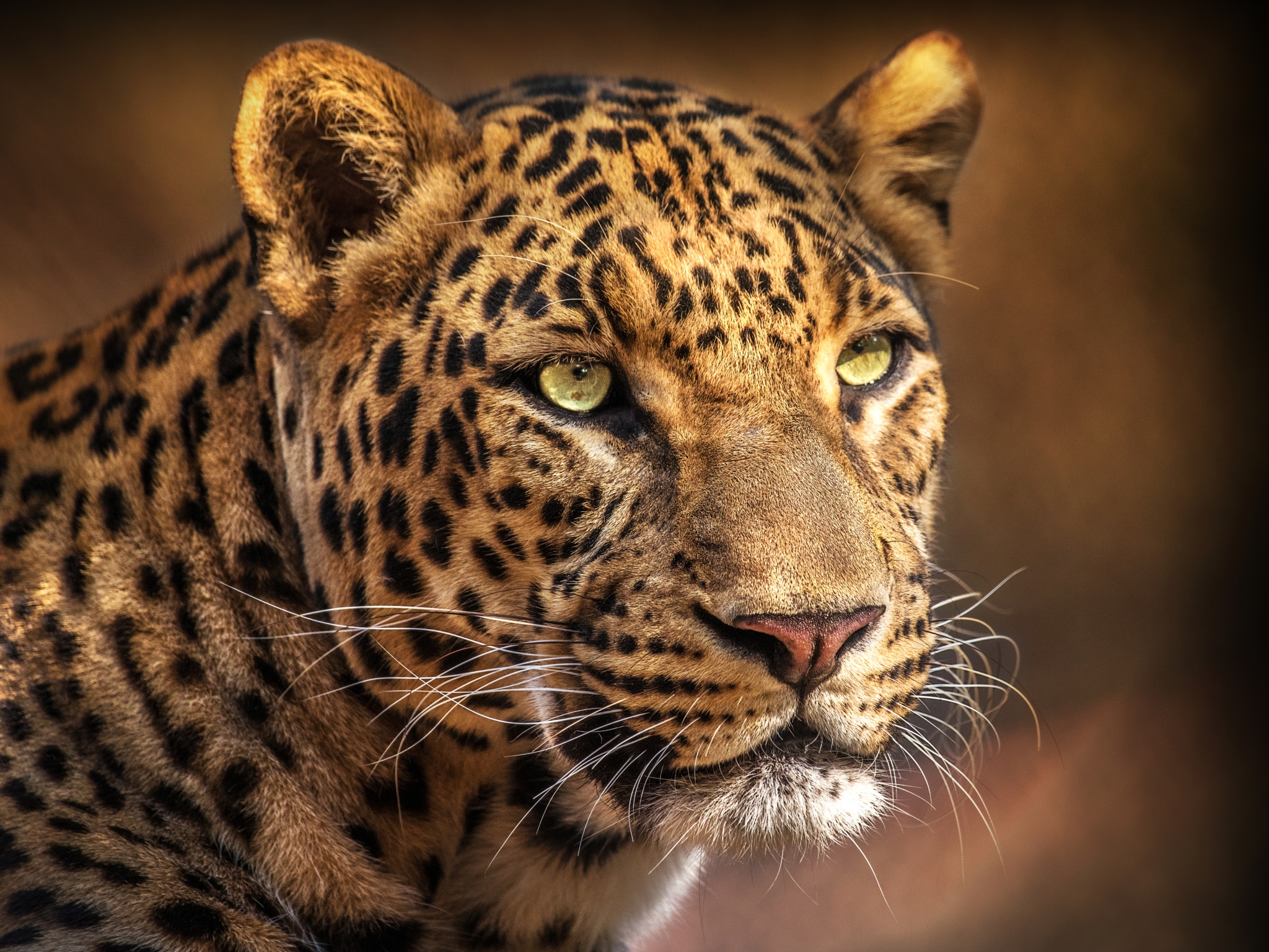 Wallpapers leopard portrait photo animal on the desktop