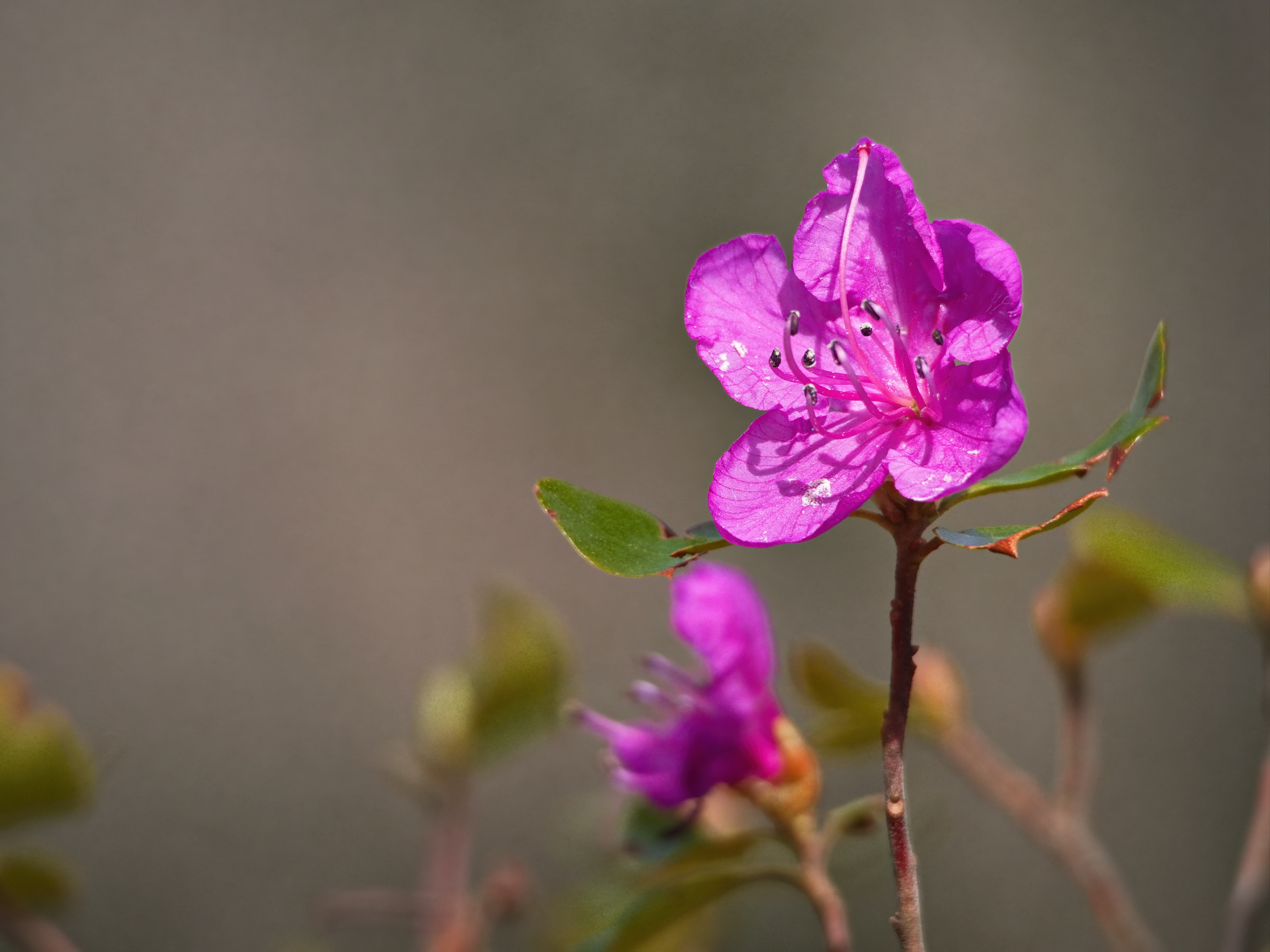 Free photo Pink Flowers