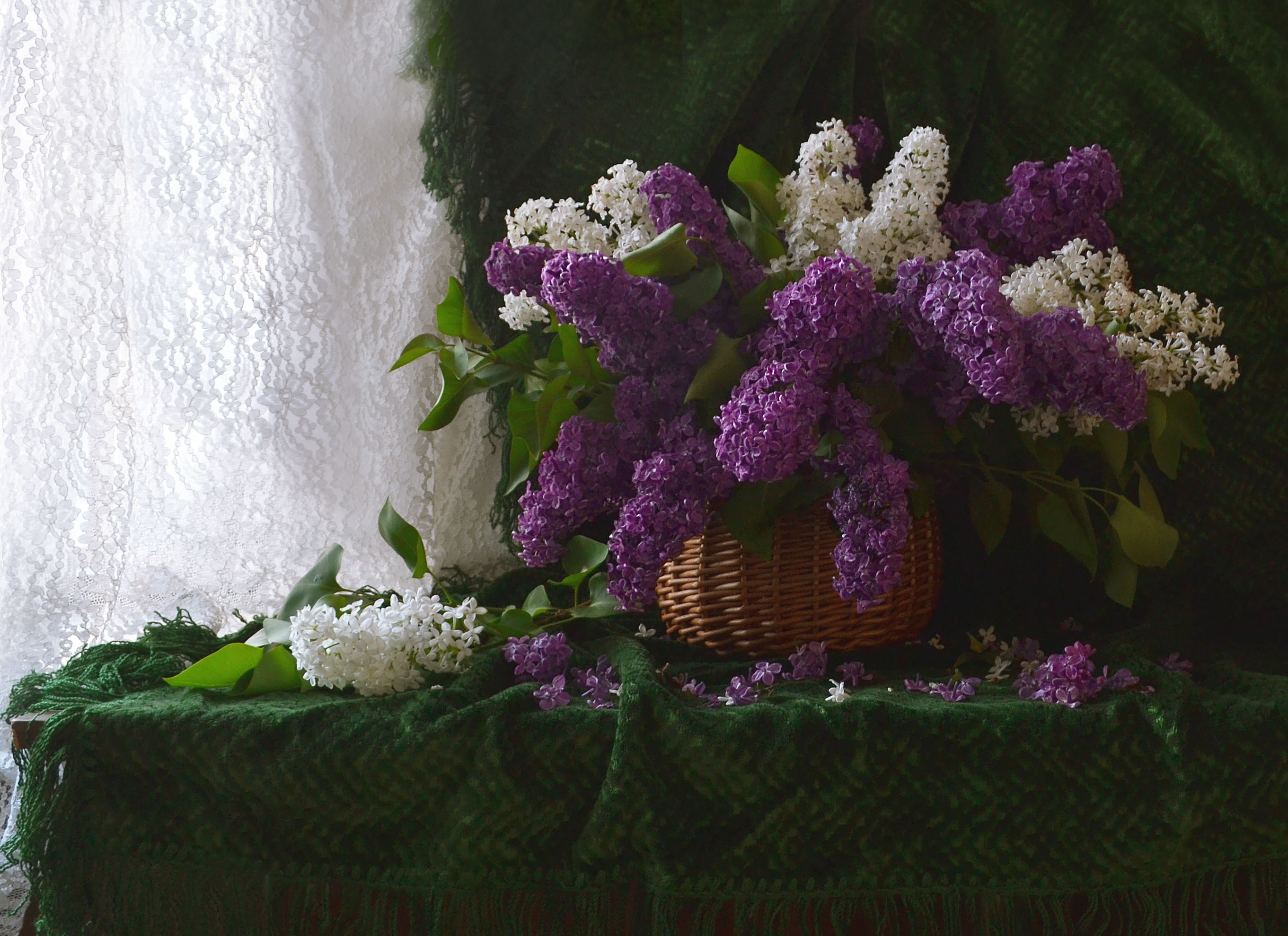 桌面上的壁纸背景 淡紫色 花束