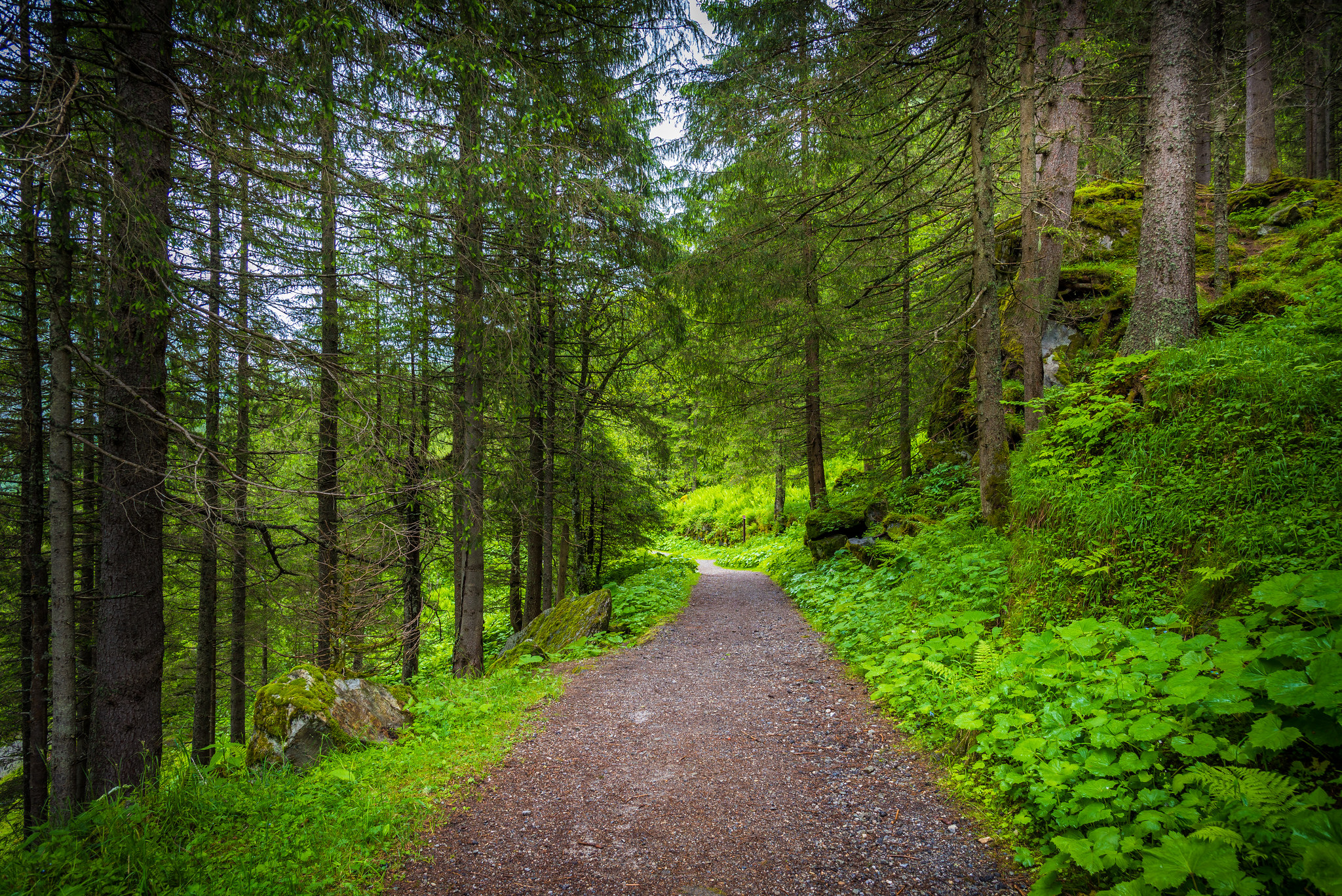 桌面上的壁纸道路 森林 Bad Gastein