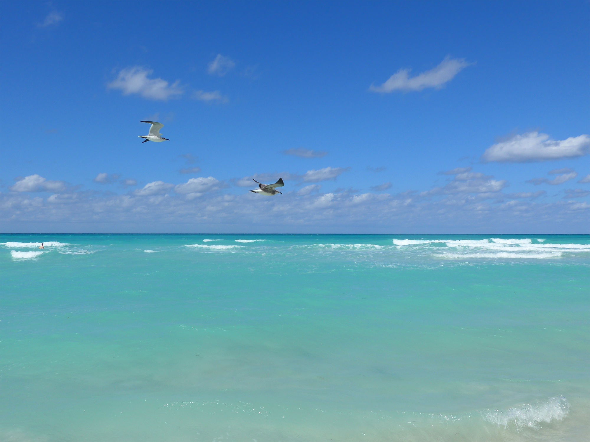 Sea gulls fly over the water in Cuba