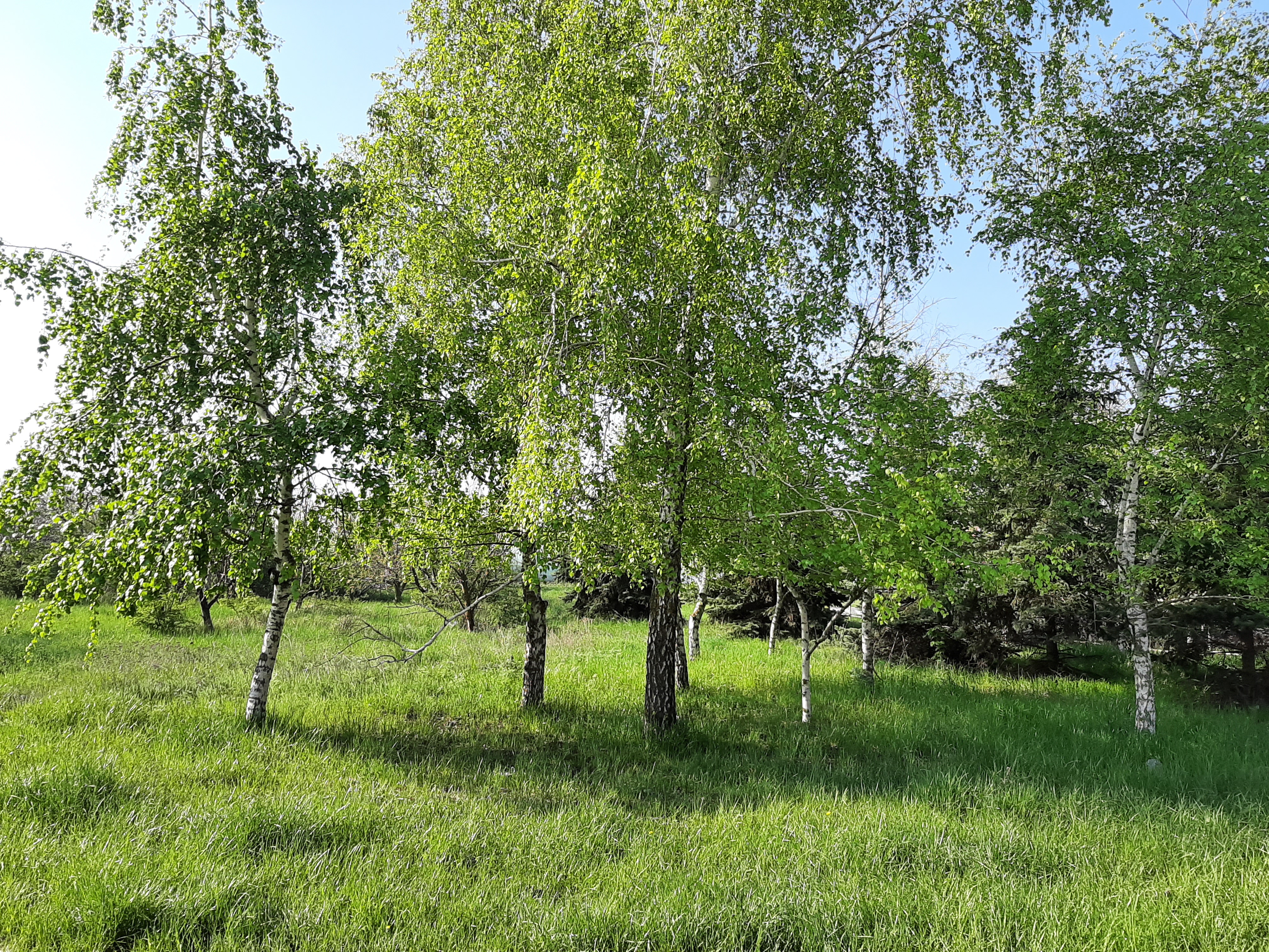 有俄罗斯白桦树的夏季草坪