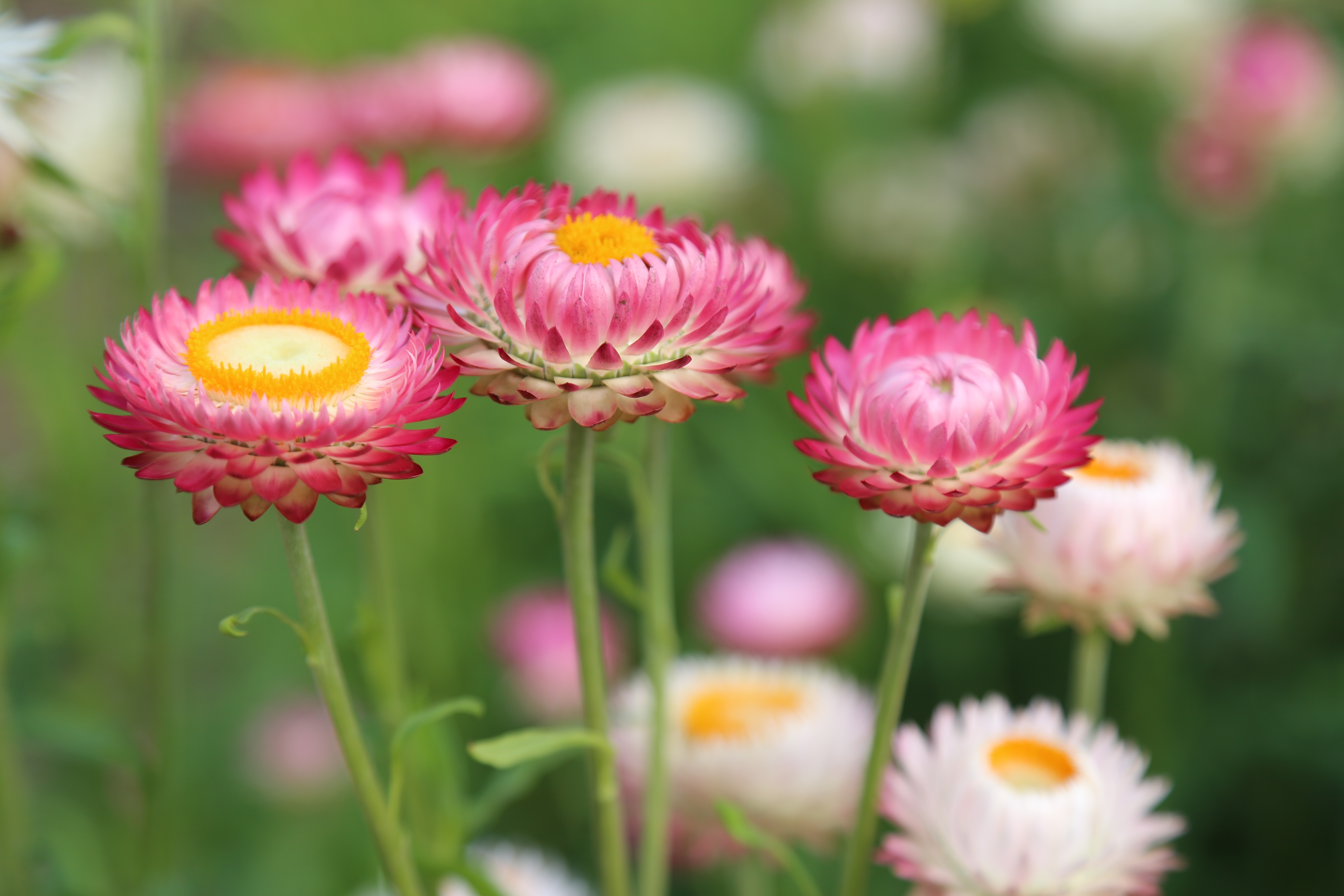 Free photo A picture of pink daisies.