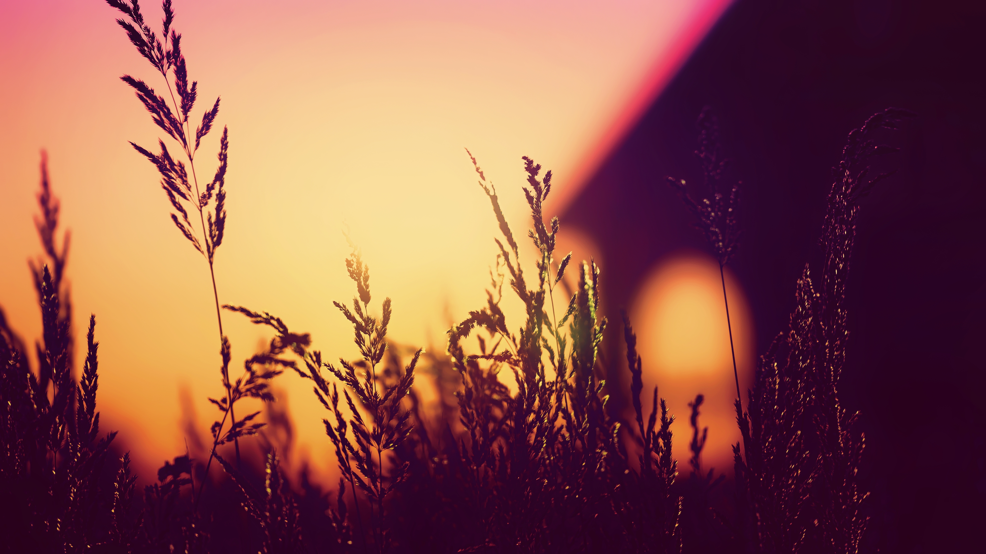 Wallpapers wallpaper sunset field plants on the desktop