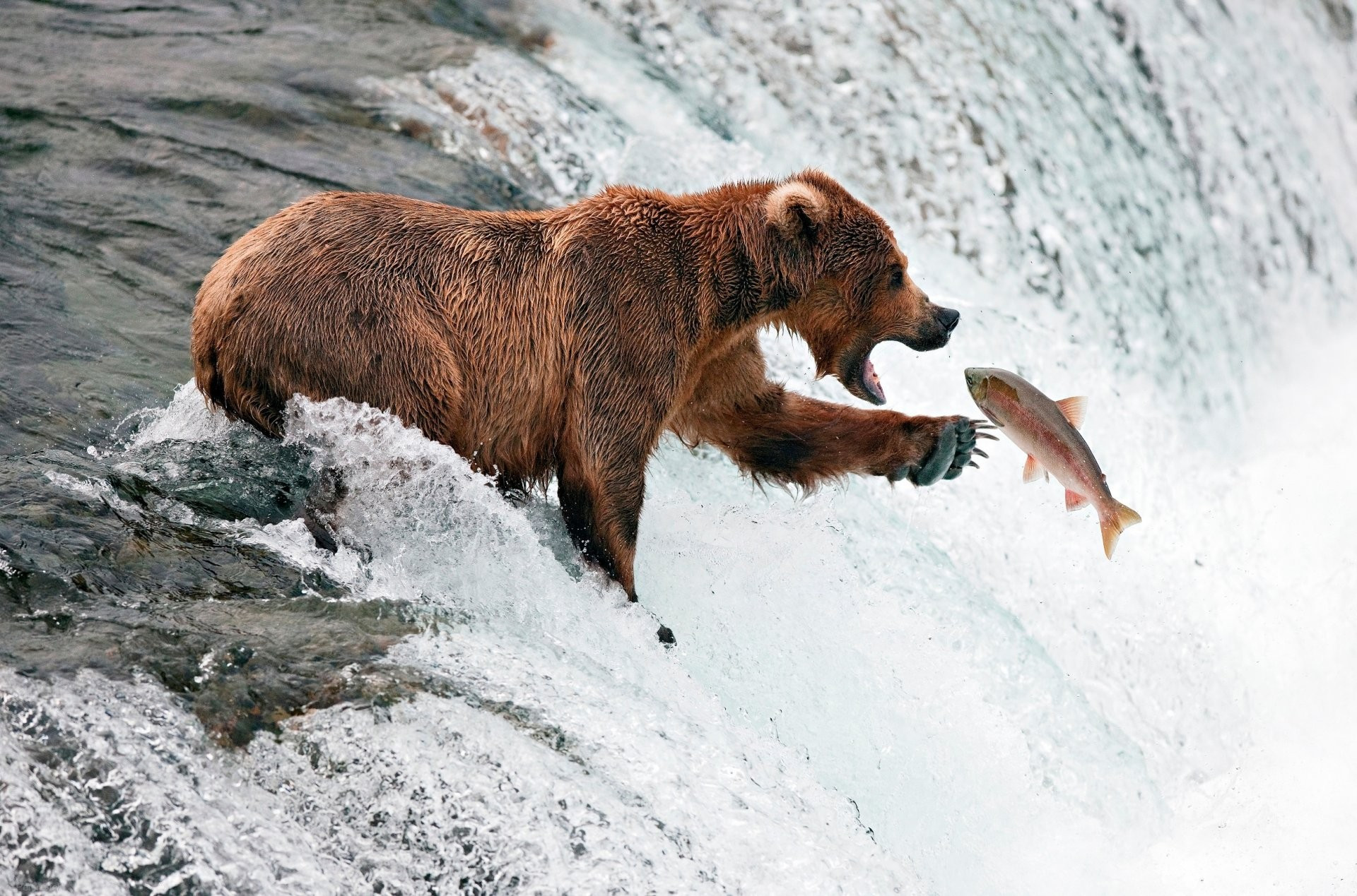 一只熊在瀑布边抓鱼