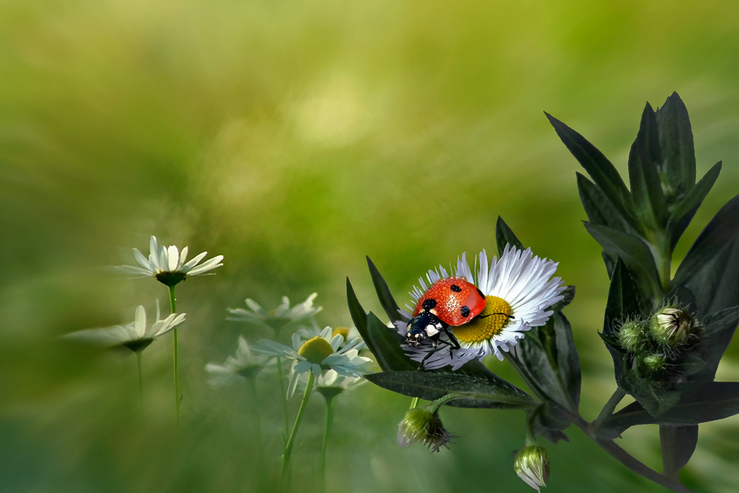 Free photo Ladybug photo gallery, macro