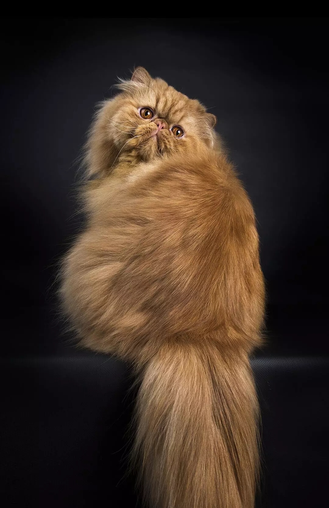 Wallpapers Cat black background sight on the desktop