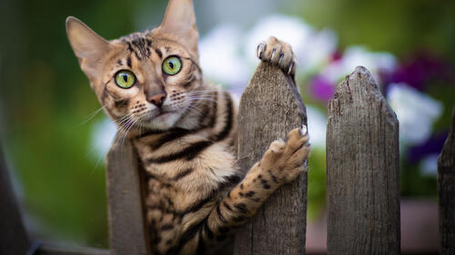 Бесплатное фото Бесплатная картинка кот, кошка, морда