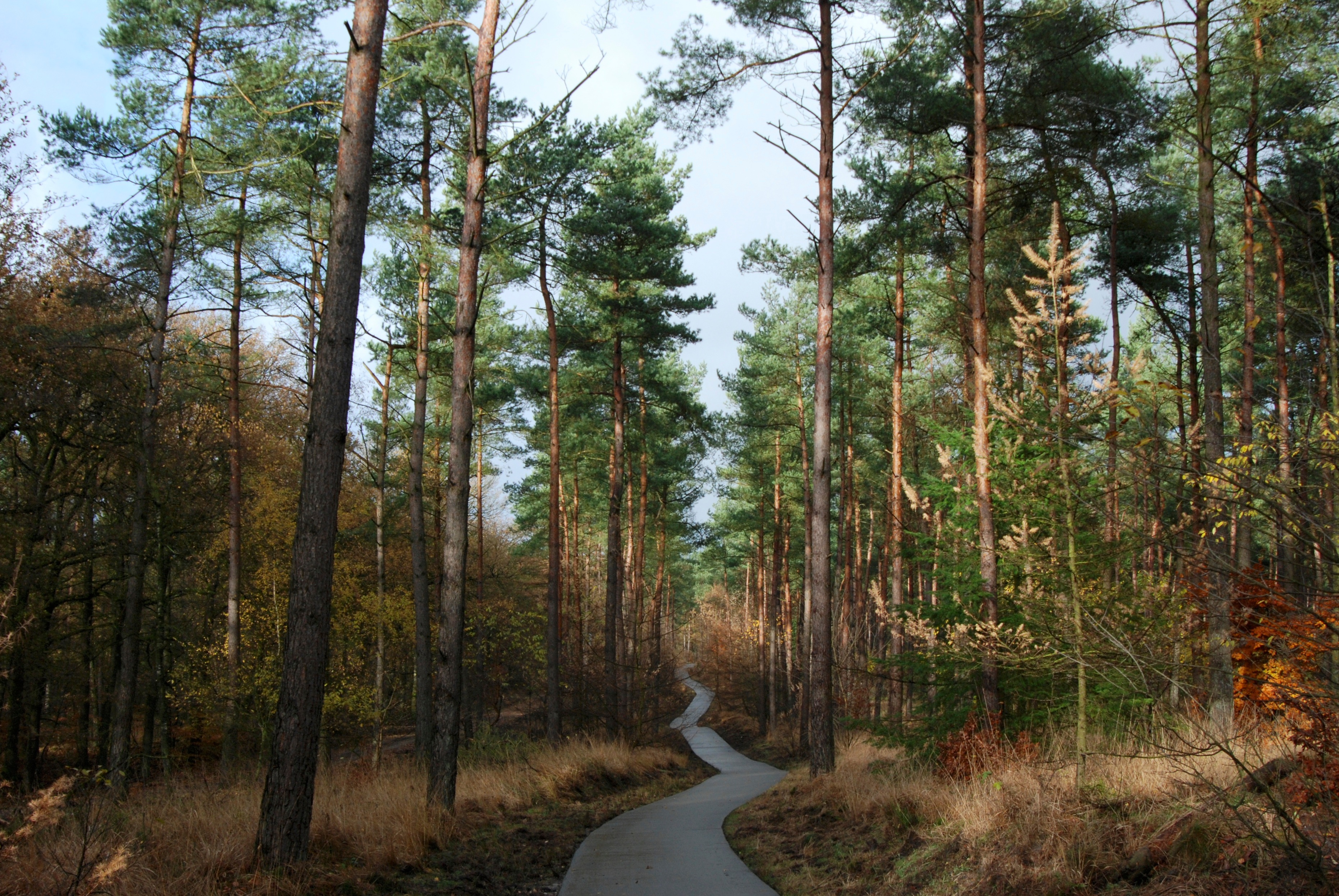 Free photo A path among conifers