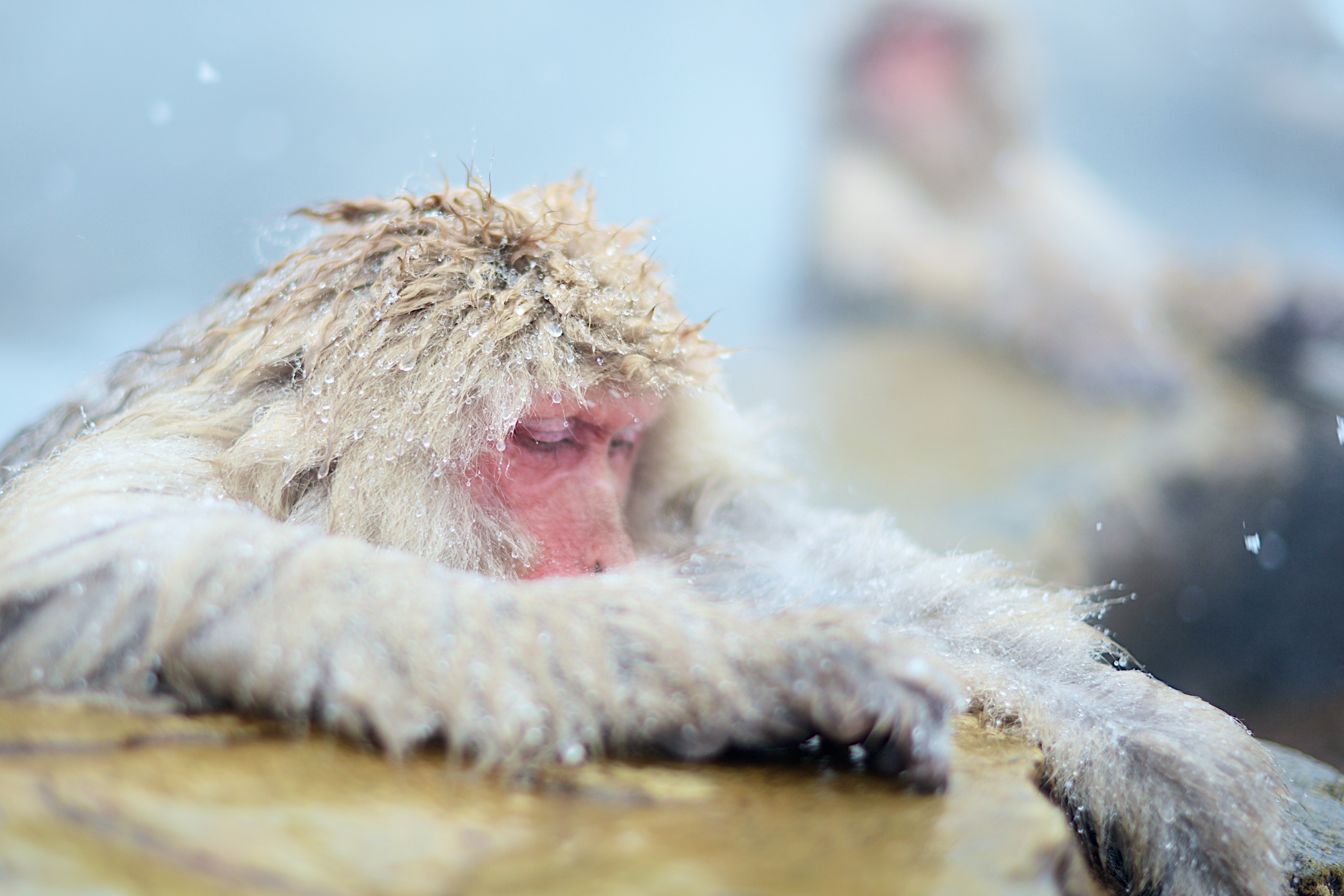 Monkey swimming in the pool in cold weather