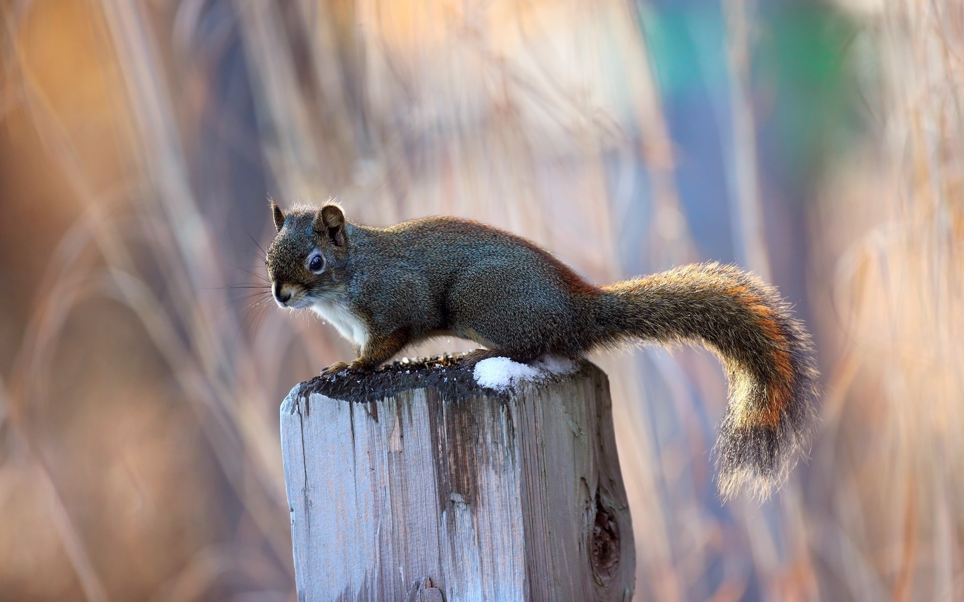 Wallpapers squirrel beams pillar on the desktop