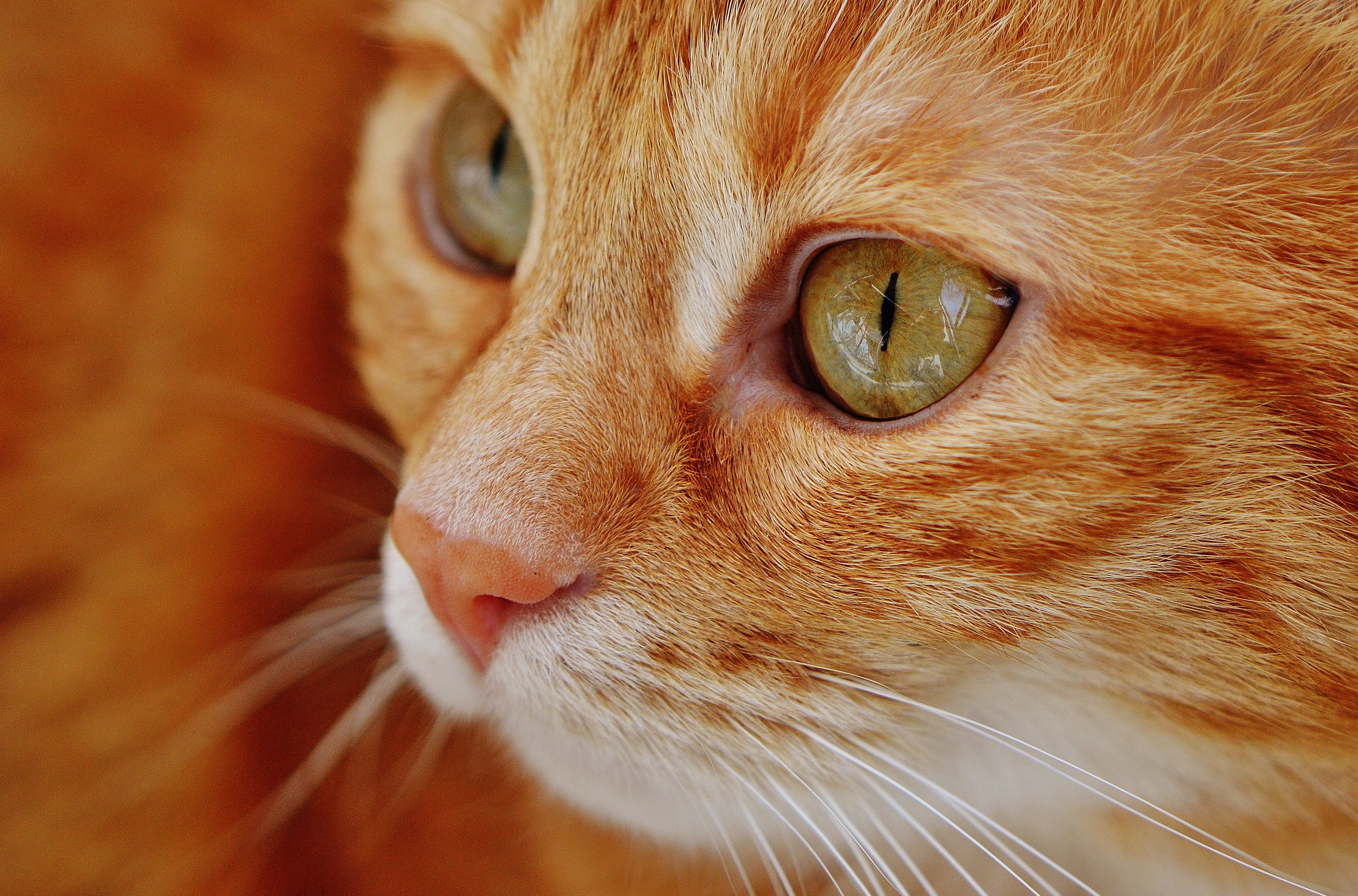 Free photo A rusty striped cat