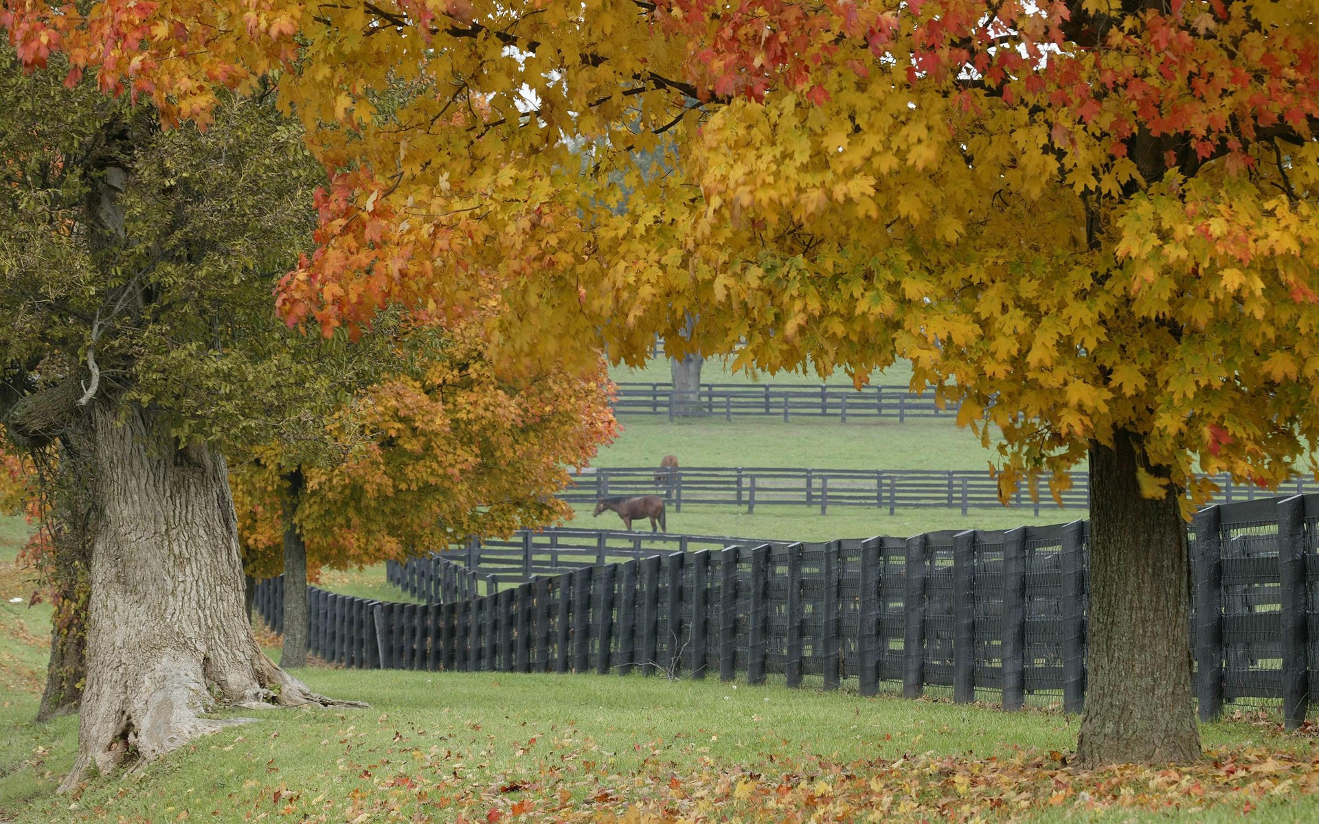 Wallpapers fences pens pasture on the desktop