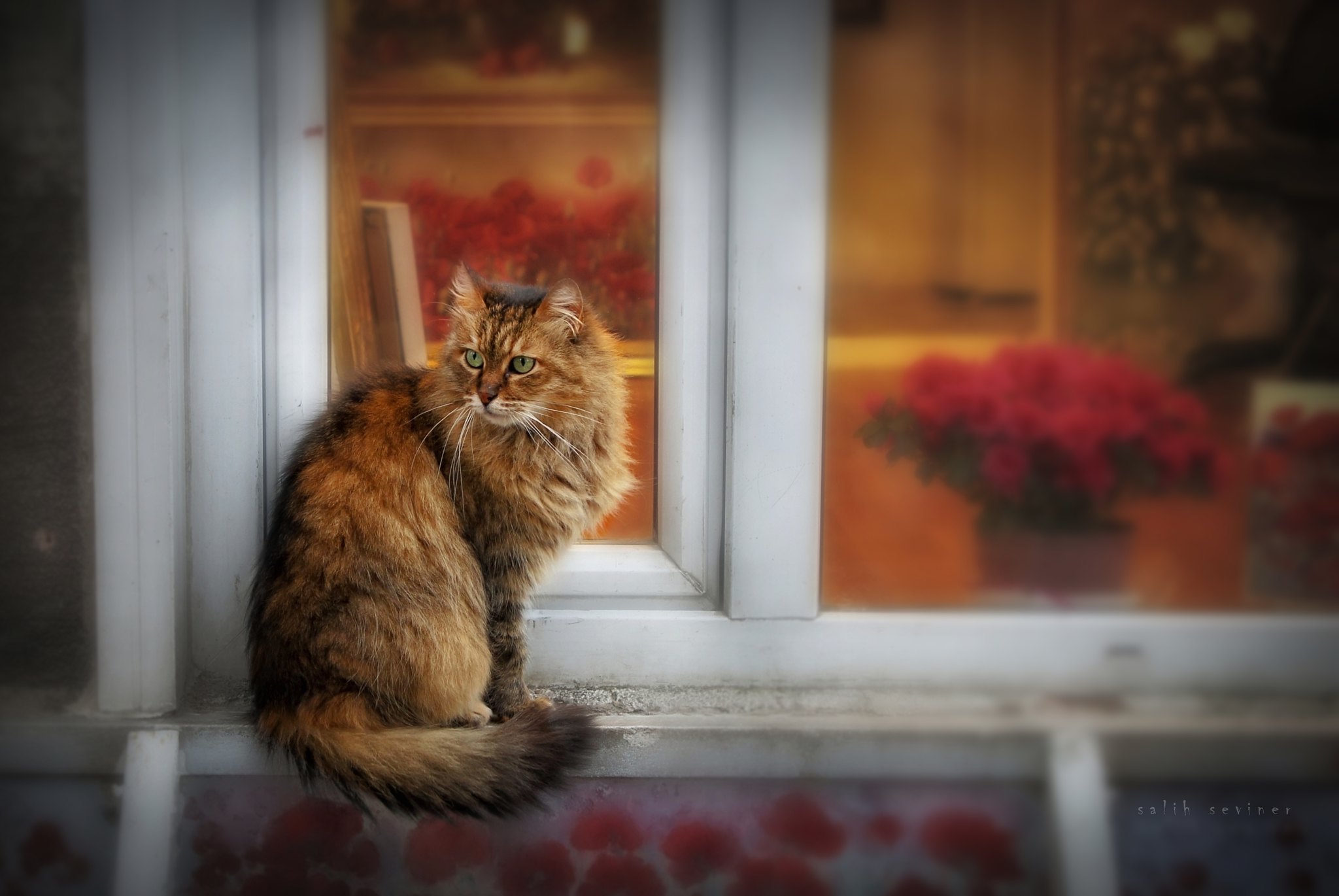 Free photo The cat is sitting on the windowsill