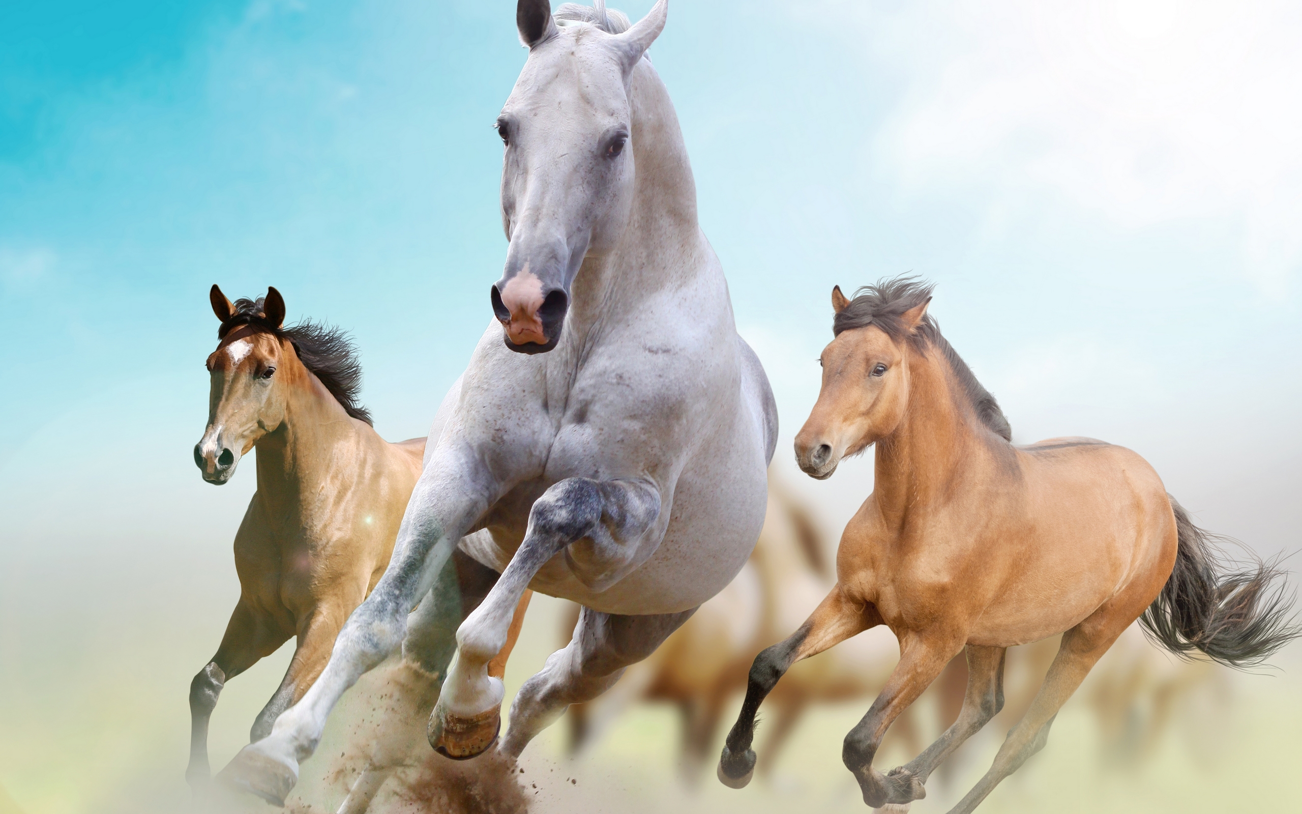 Wallpapers horses manes tails on the desktop