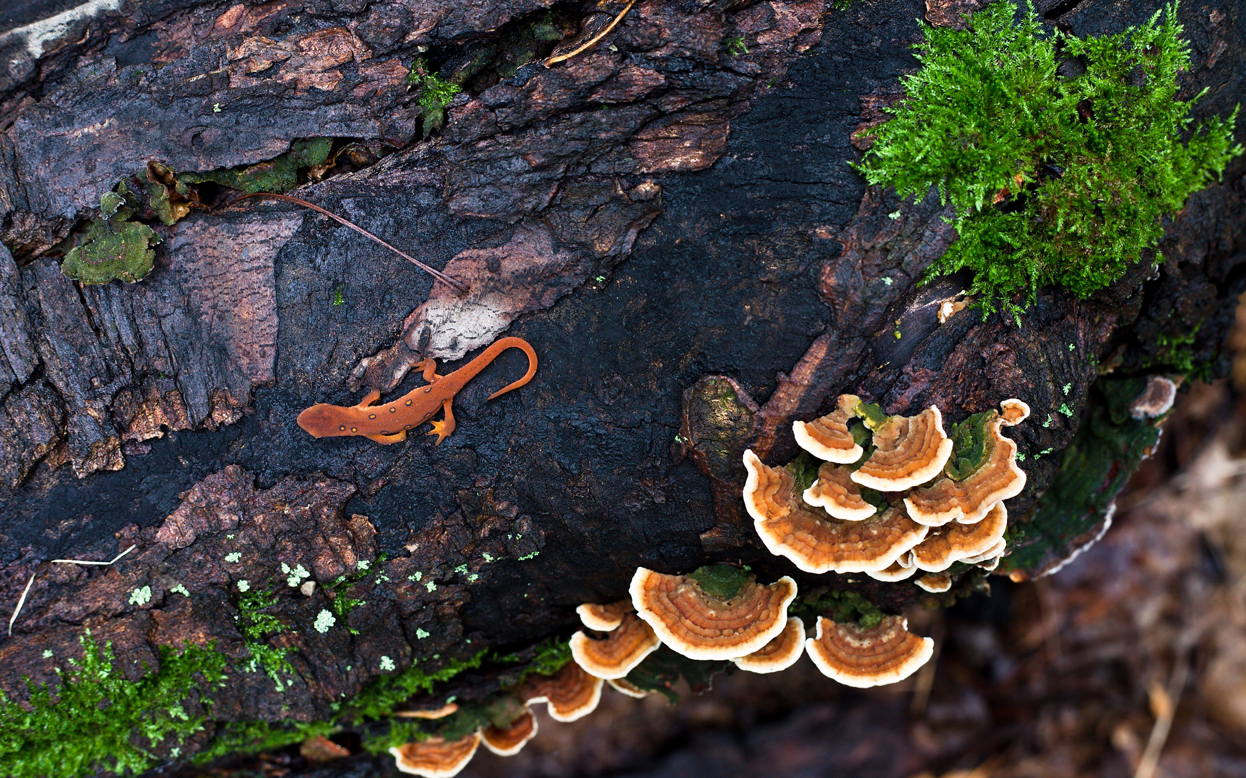 Red eft and tinder mushrooms on a log