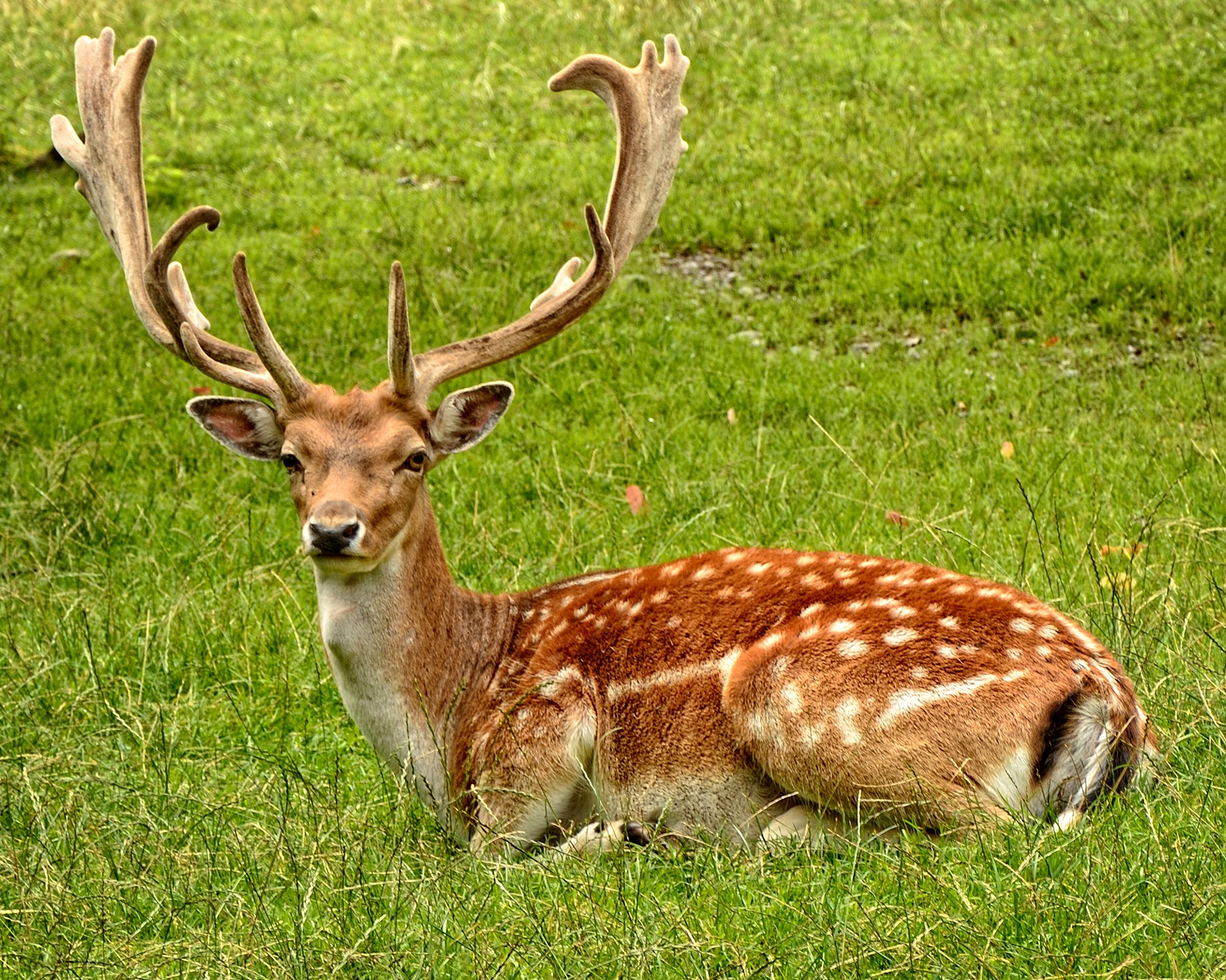 Free photo A young deer lies on the green grass