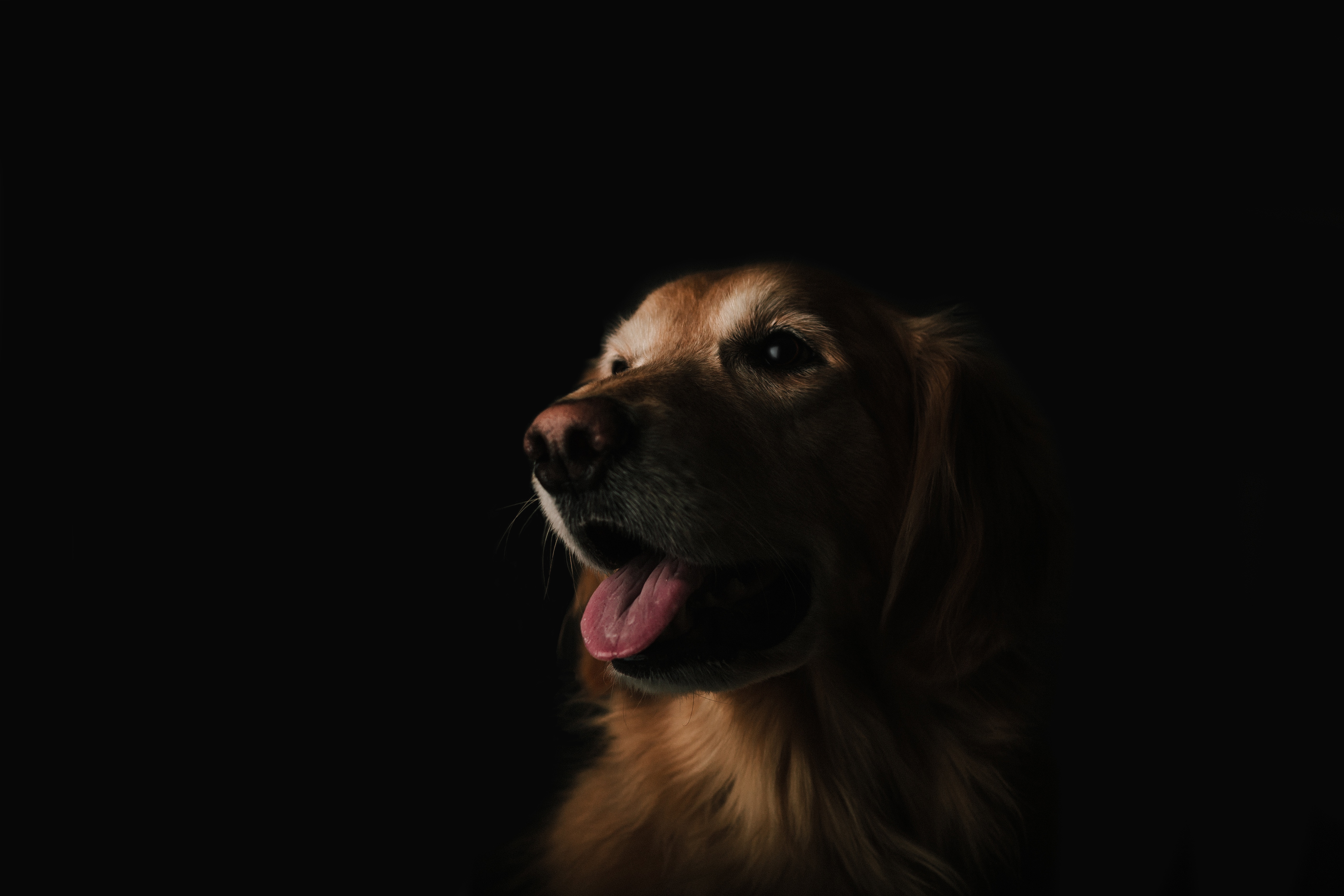 Portrait of a Labrador Retriever on a black background