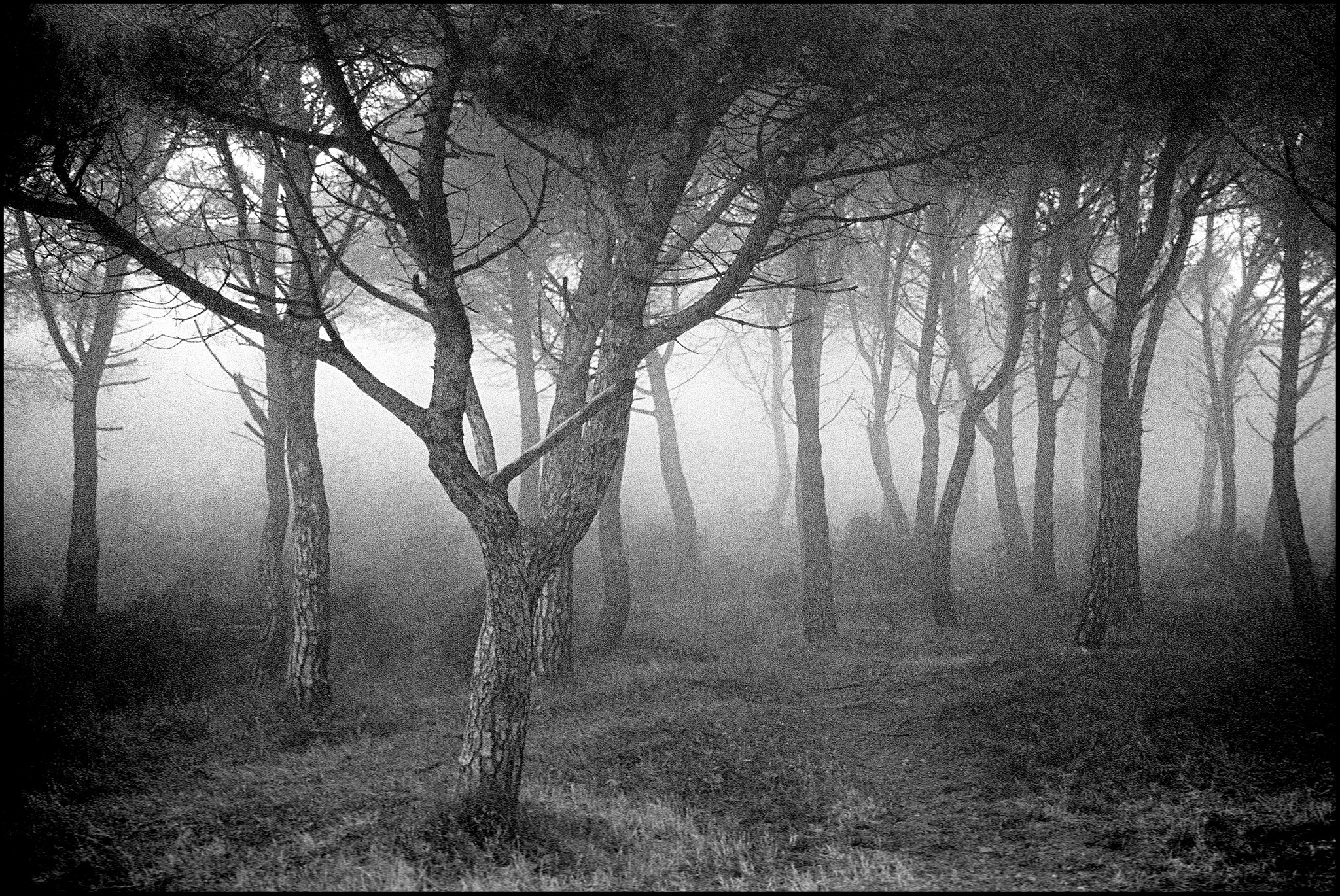 桌面上的壁纸日光 树木 景观