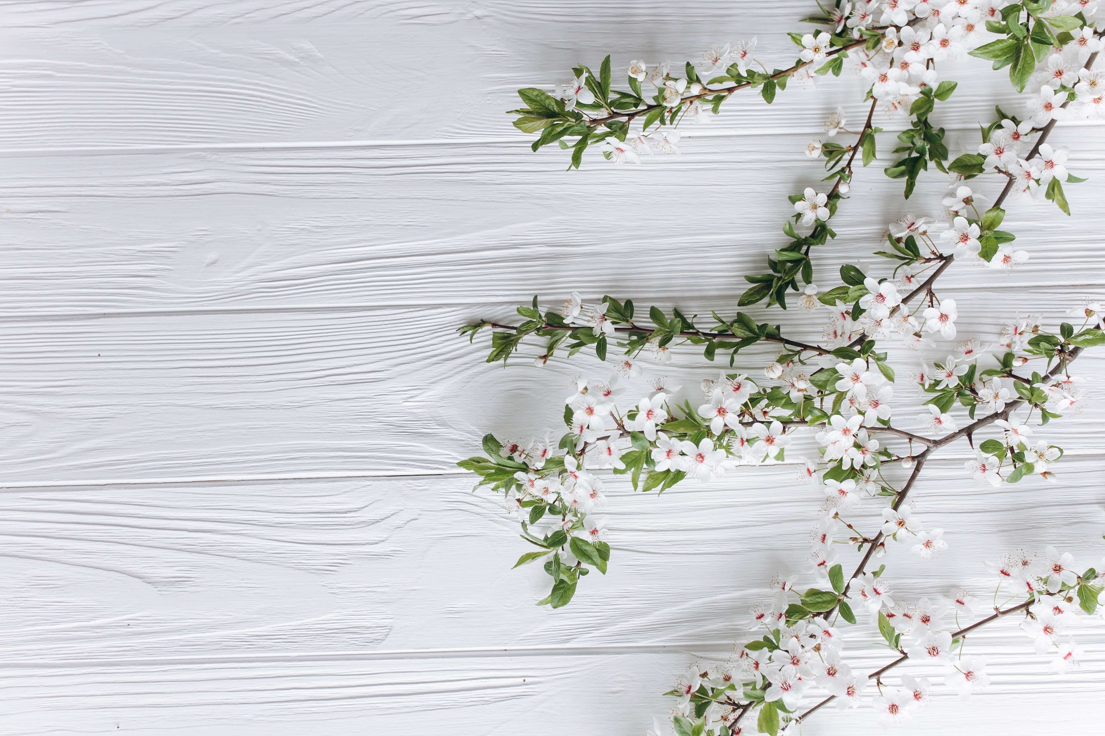 Free photo A sprig of white flowers on a background of white boards