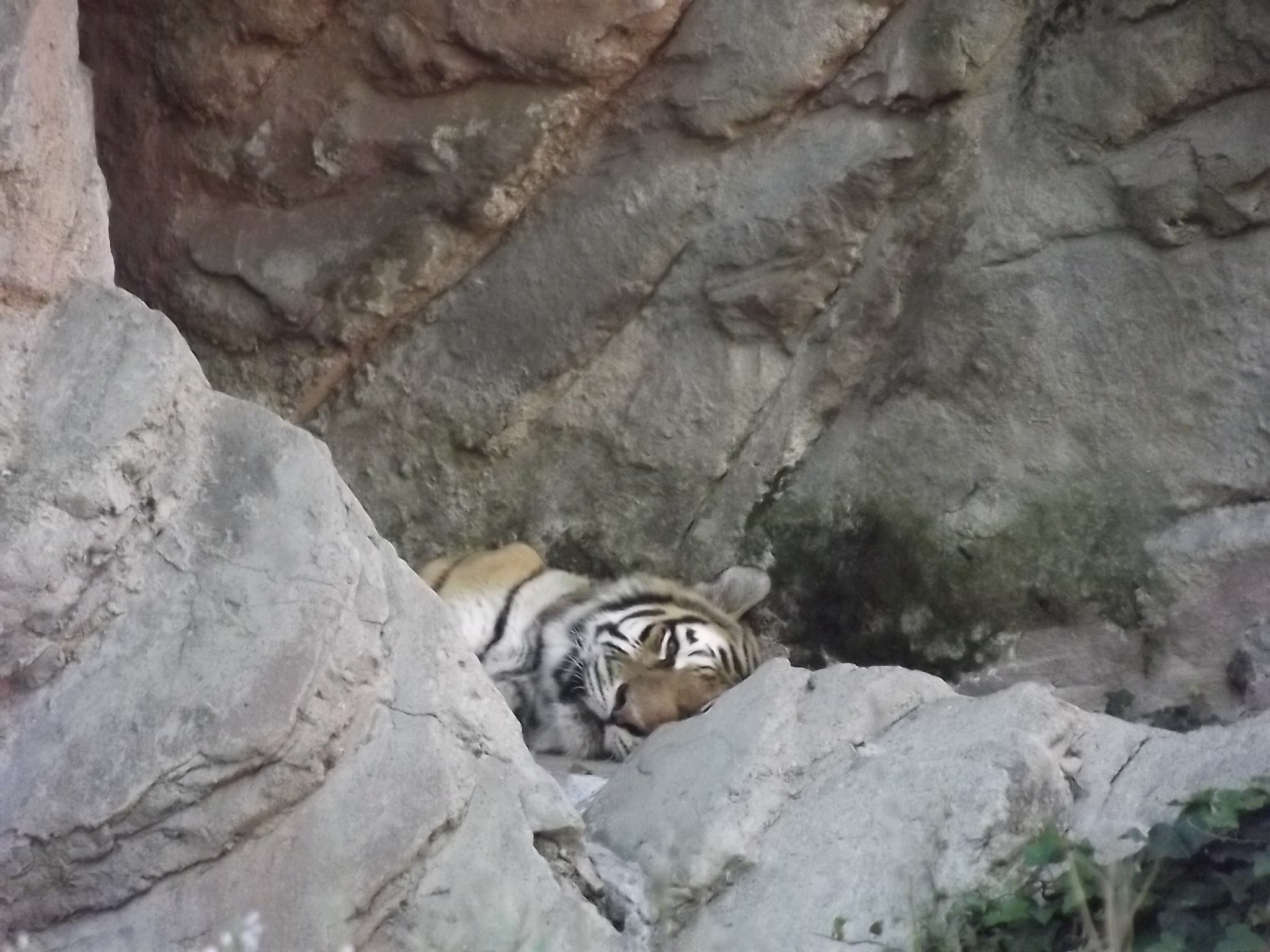 桌面上的壁纸动物 意大利 自然