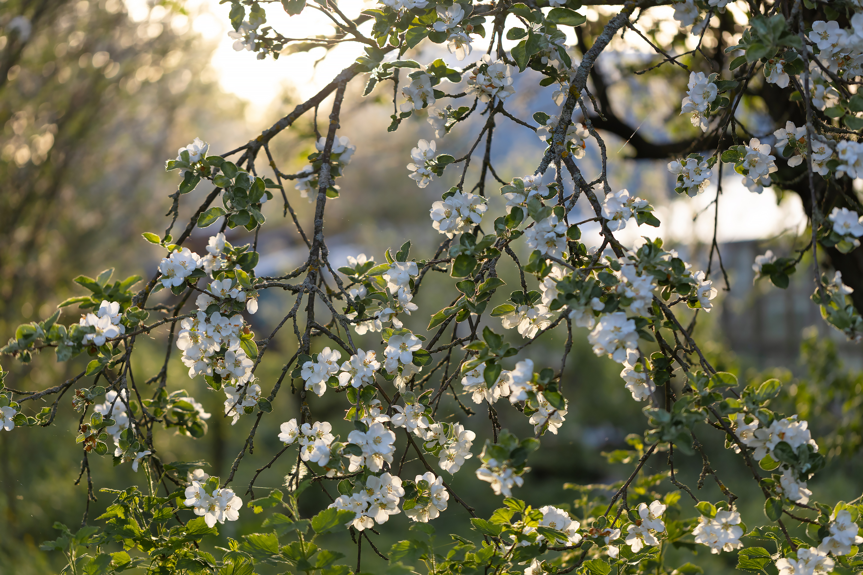 Free photo Spring branches of the apple tree