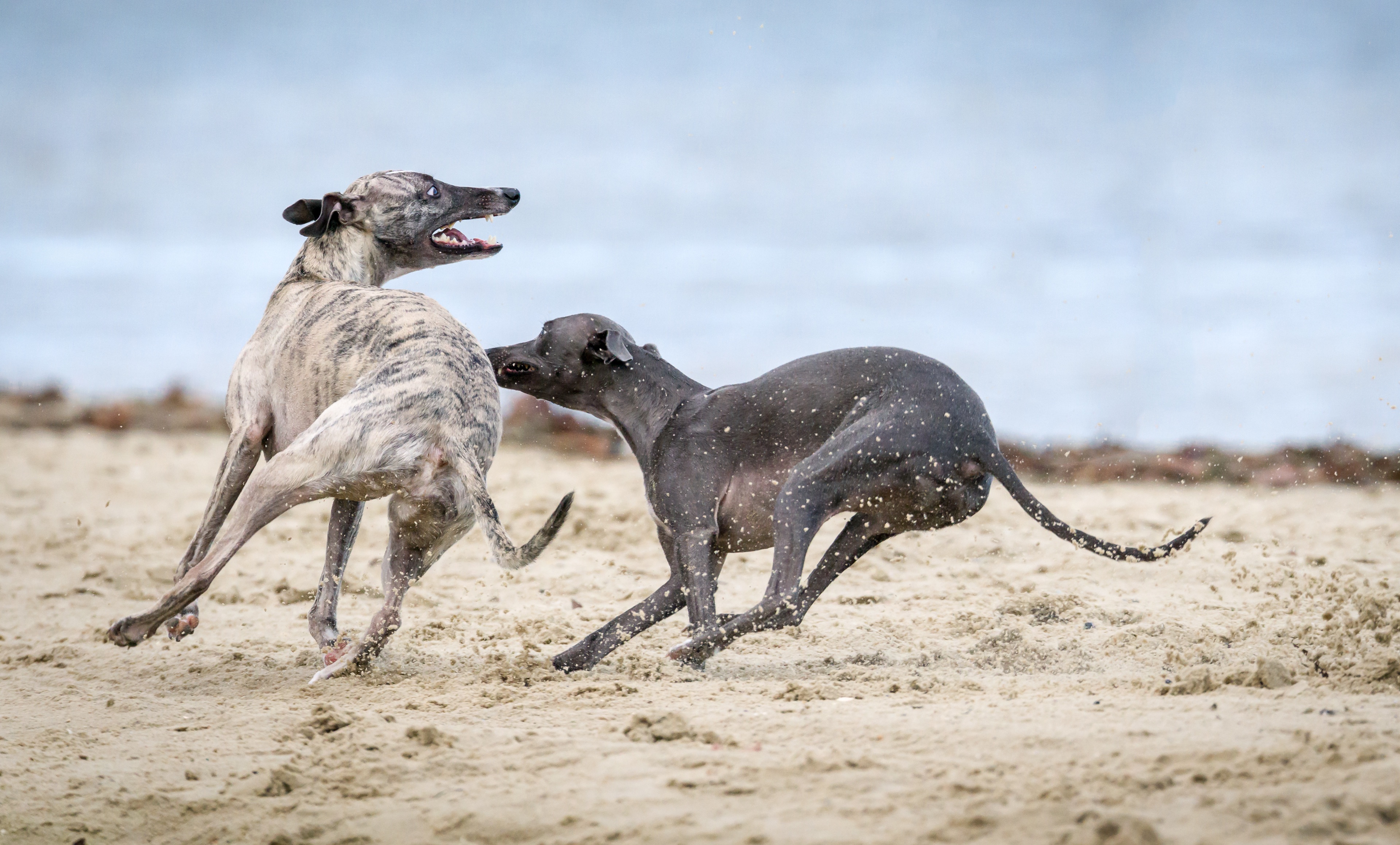 Wallpapers beach dog animal on the desktop