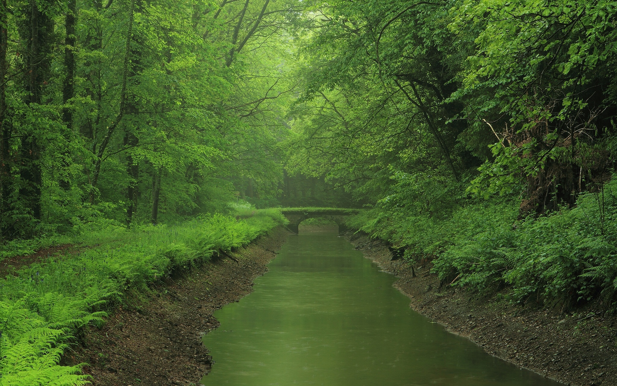 Wallpapers river bridge dense forest on the desktop