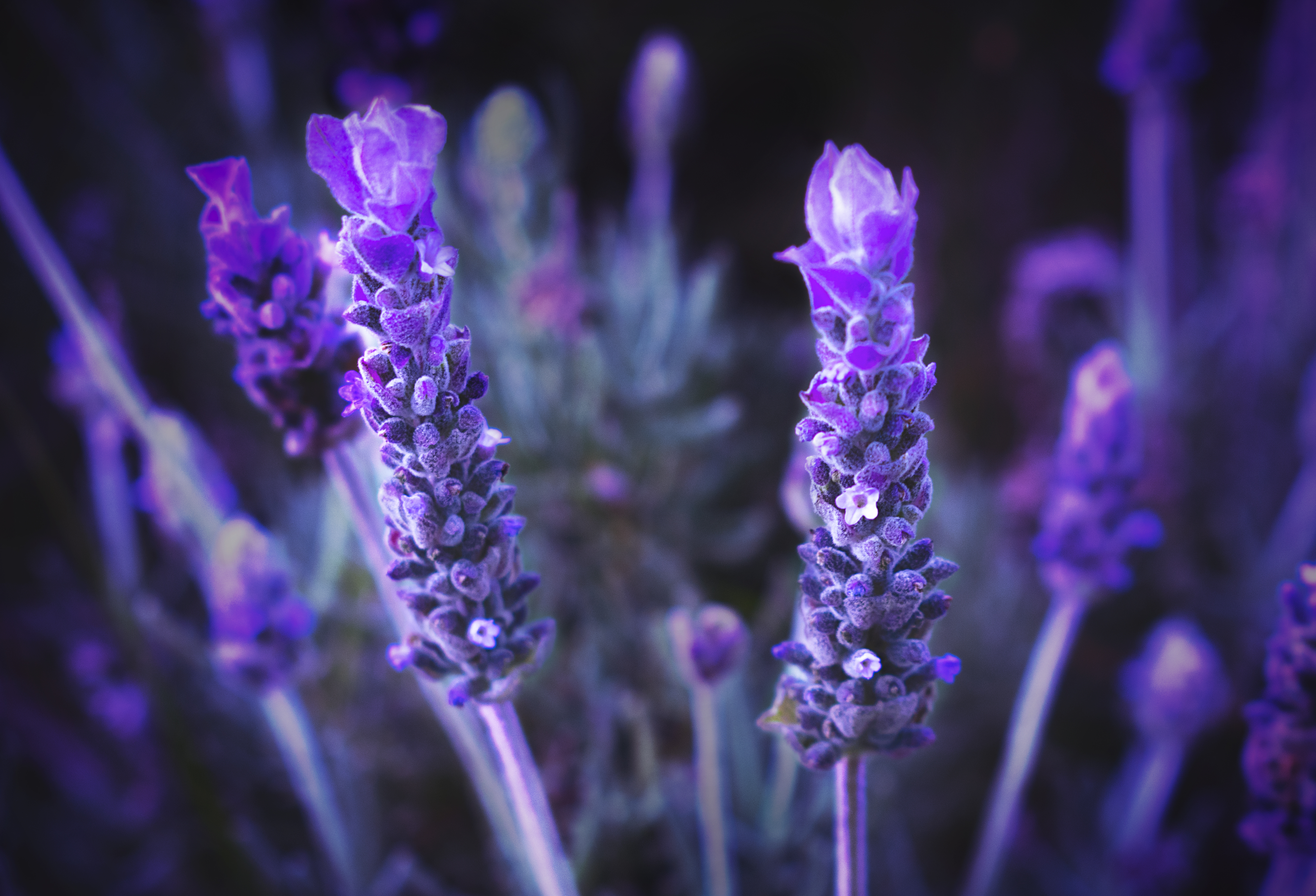 Free photo Lovely Lavender