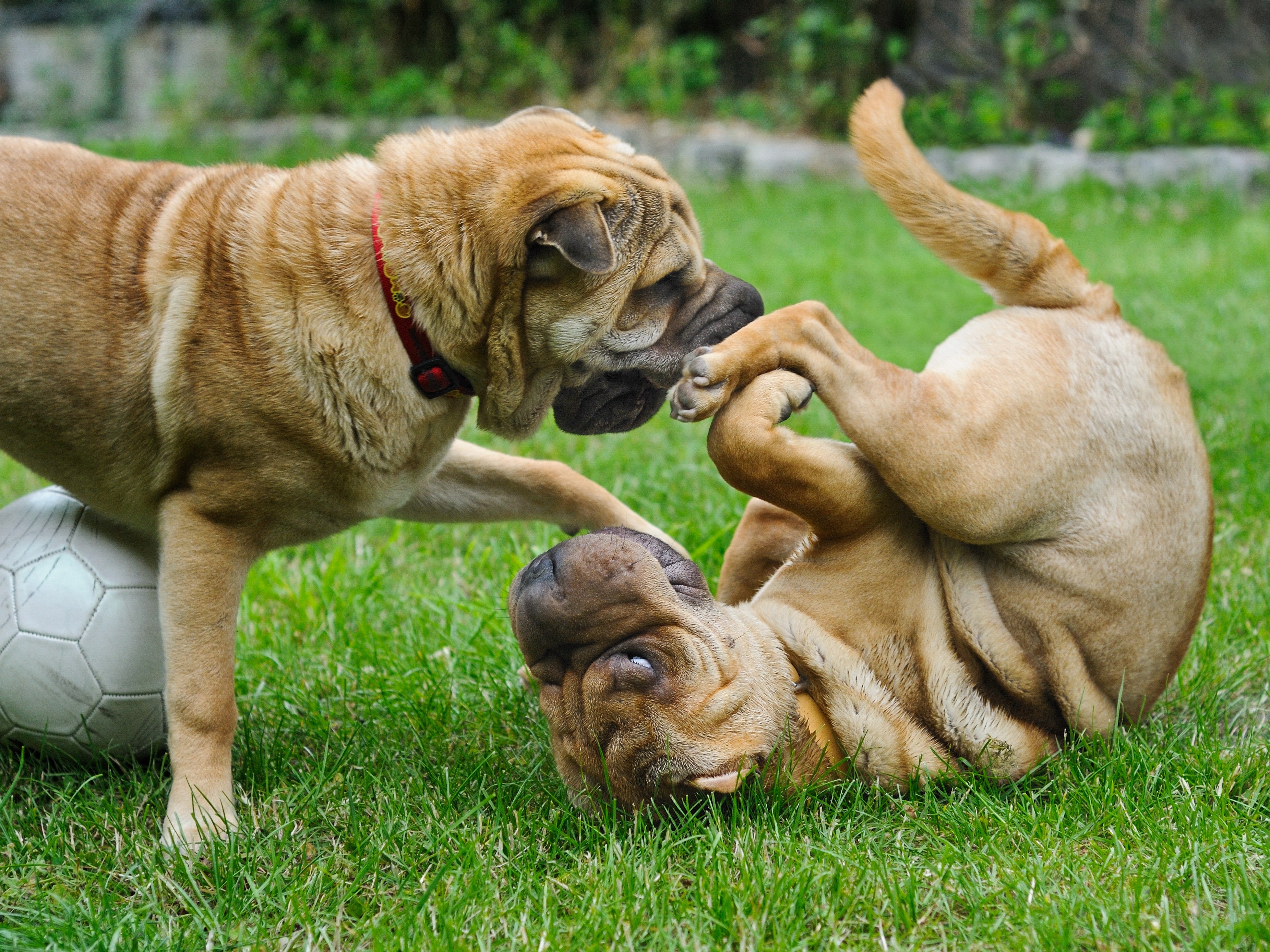 Free photo Two dog play with ball