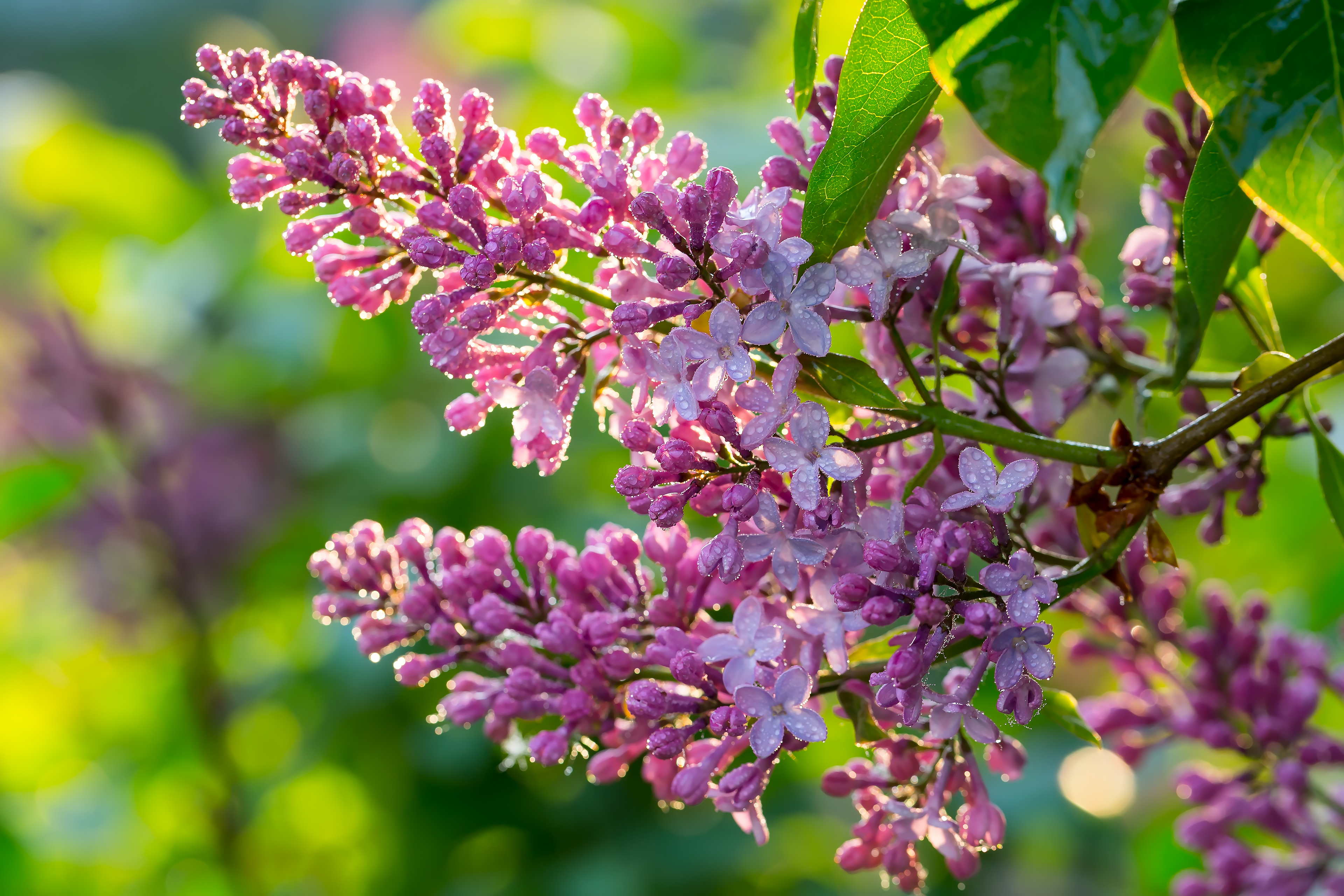 Free photo A lilac branch after the rain