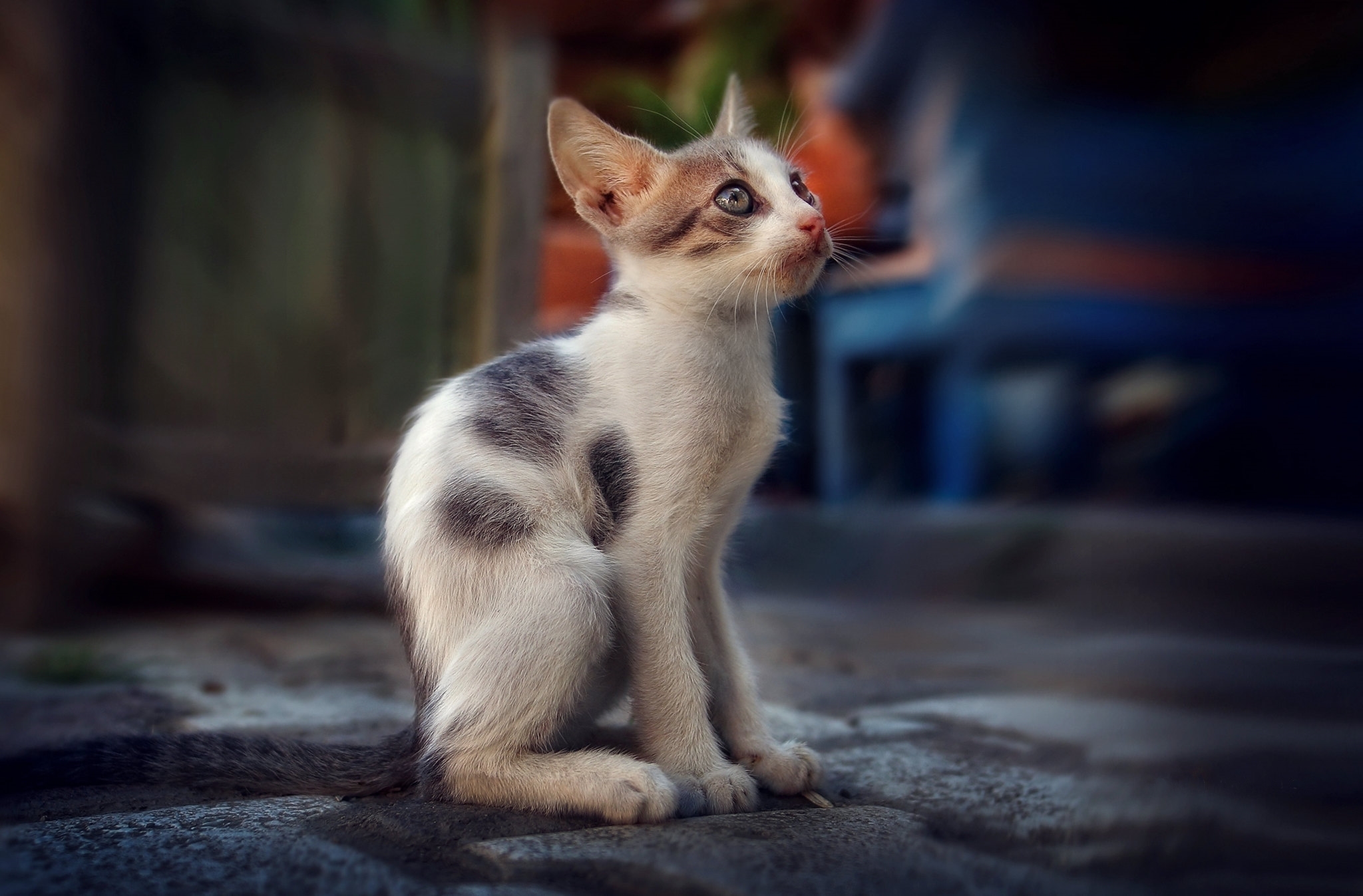 Free photo A little frail kitten