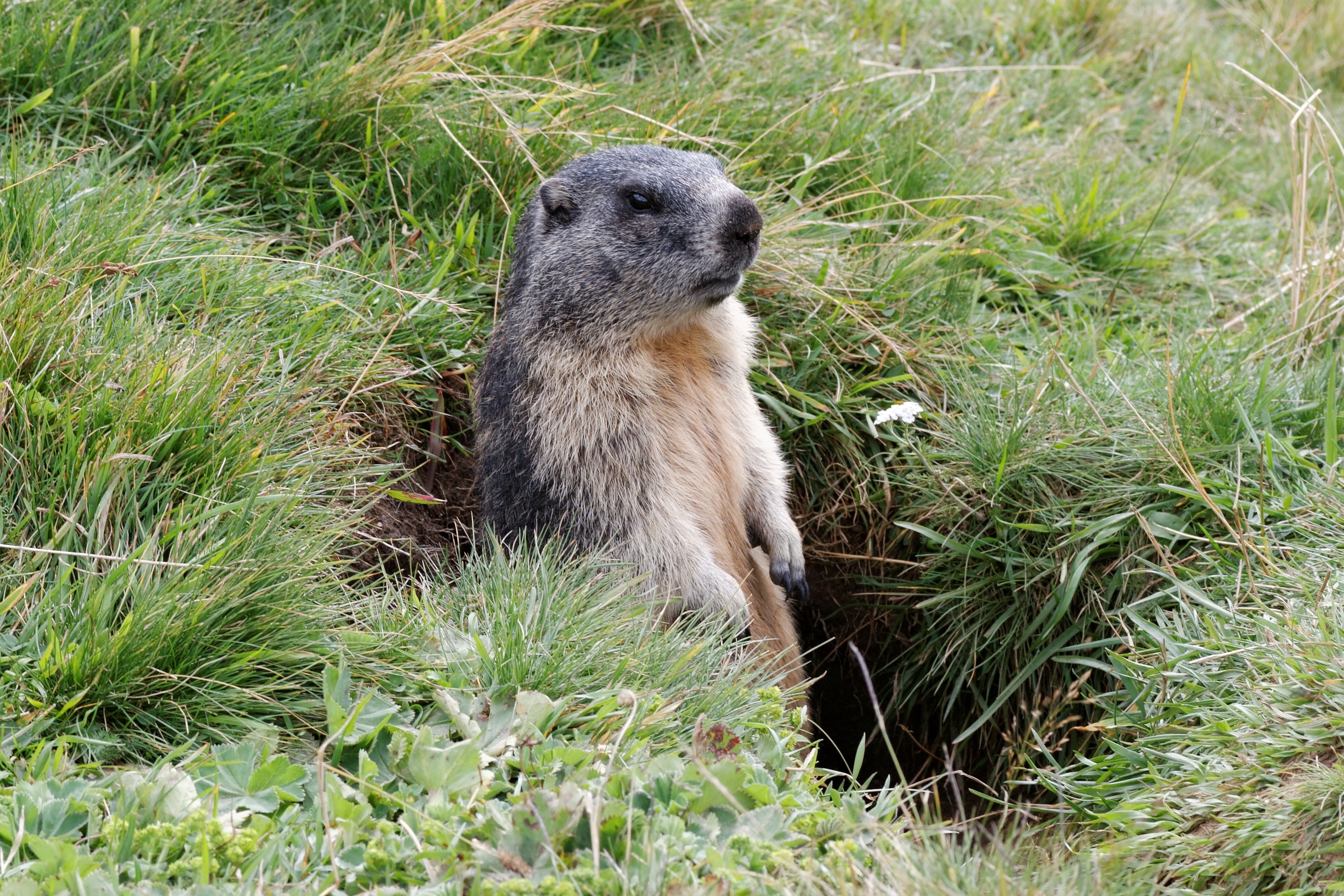 Free photo A groundhog crawled out of its burrow and into the open air.