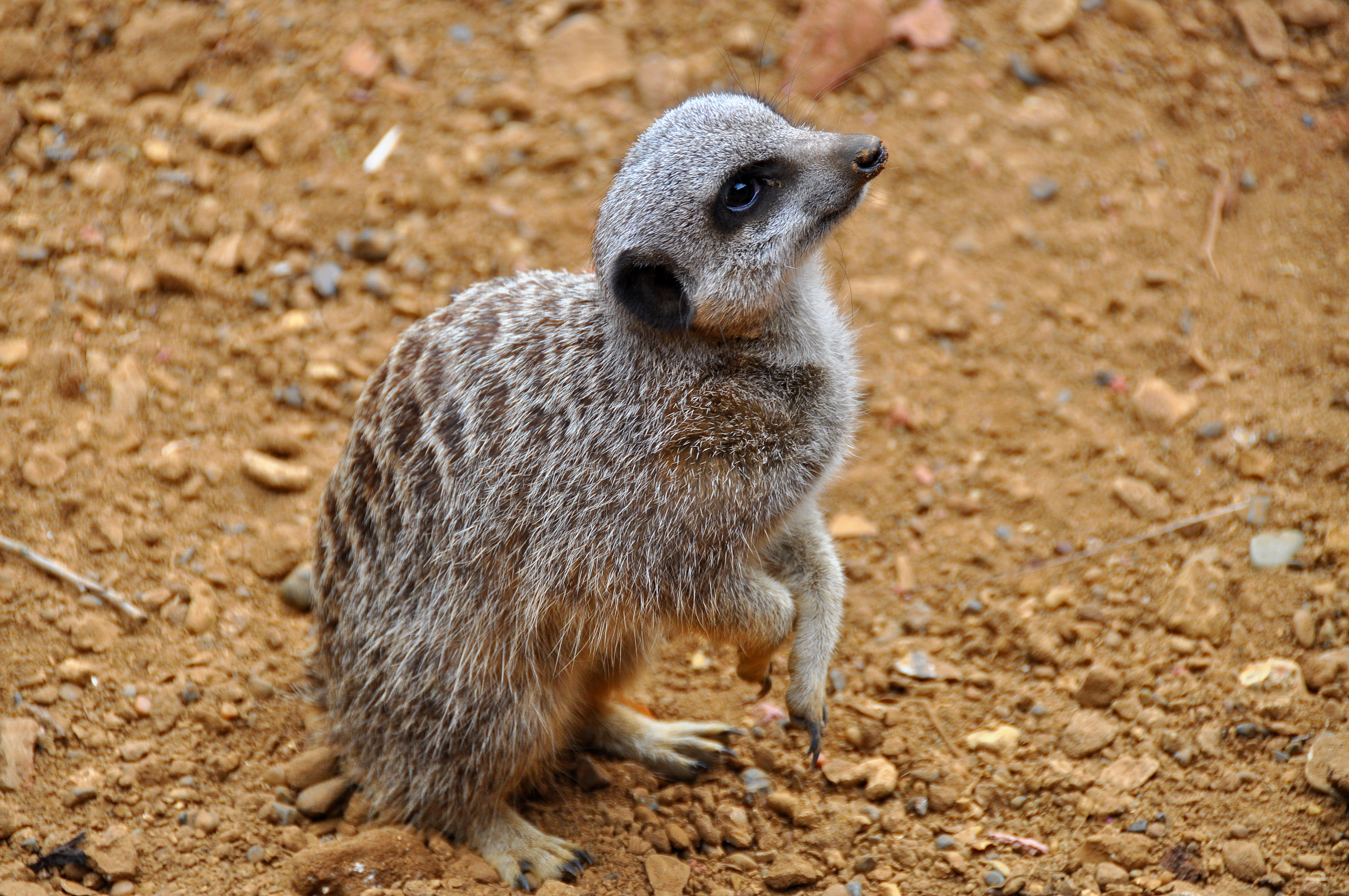 Обои Meerkat Chester Zoo England на рабочий стол