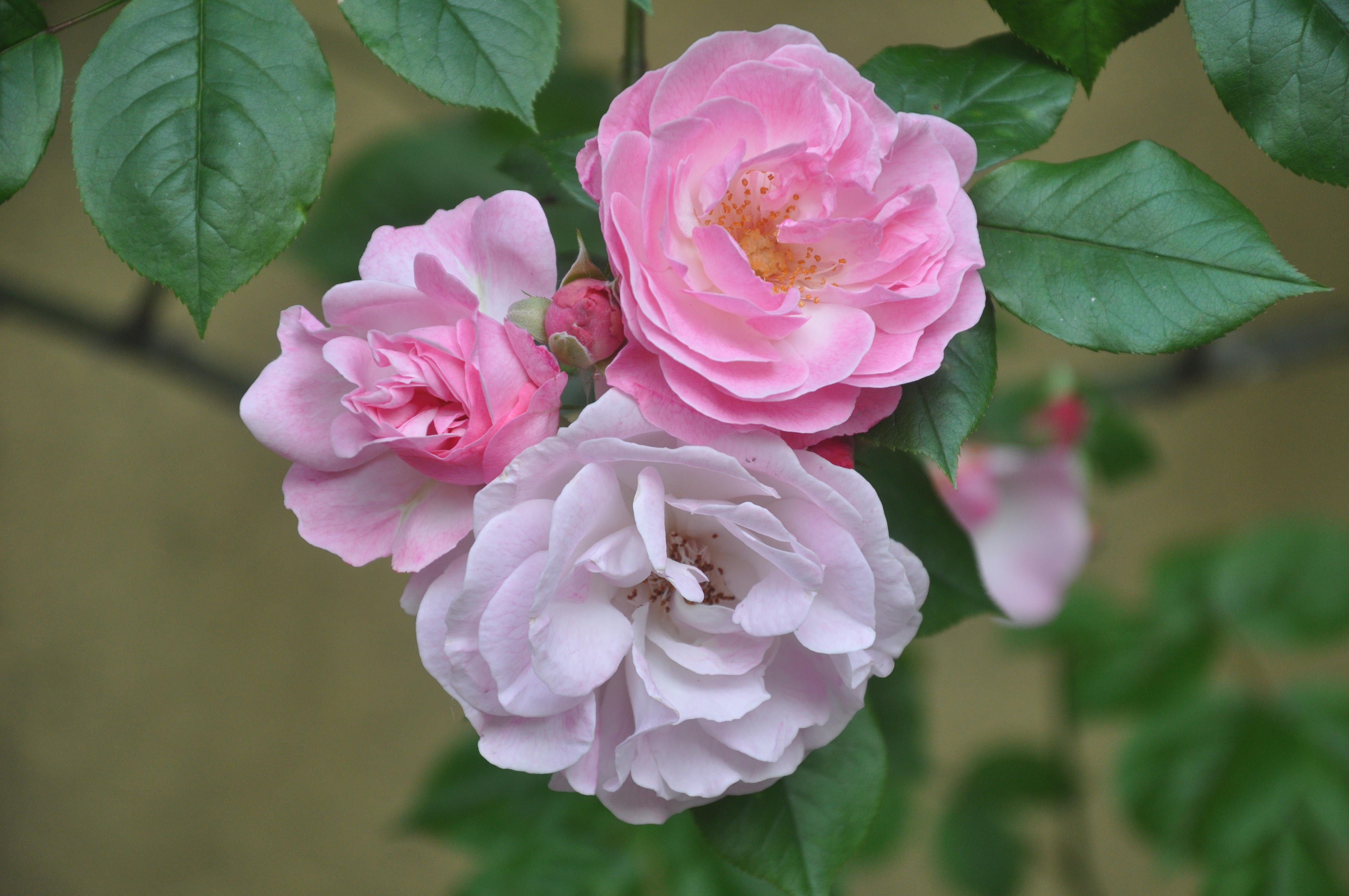 桌面上的壁纸植物群 三朵玫瑰 粉红玫瑰