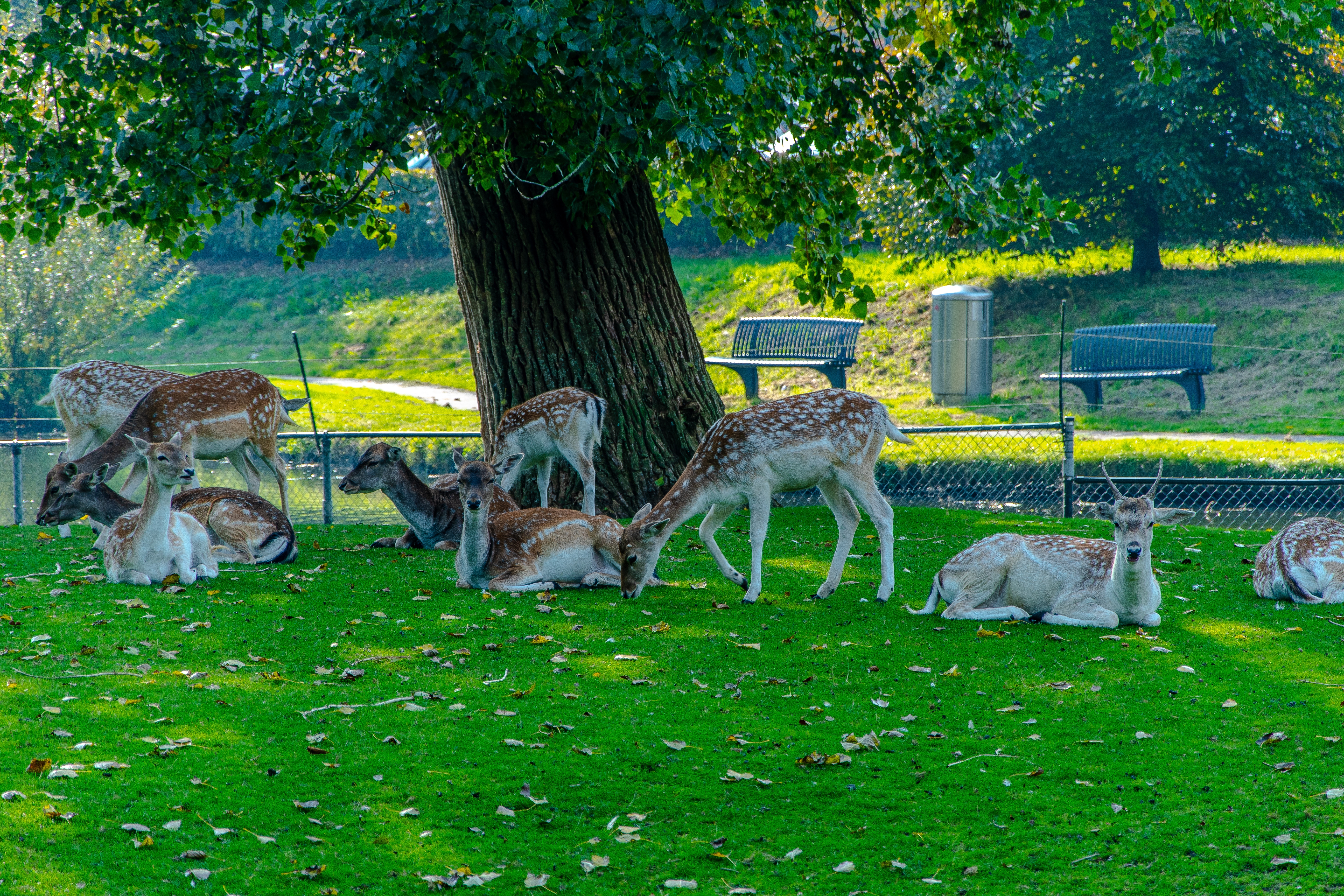 Wallpapers wallpaper deer grass bench on the desktop