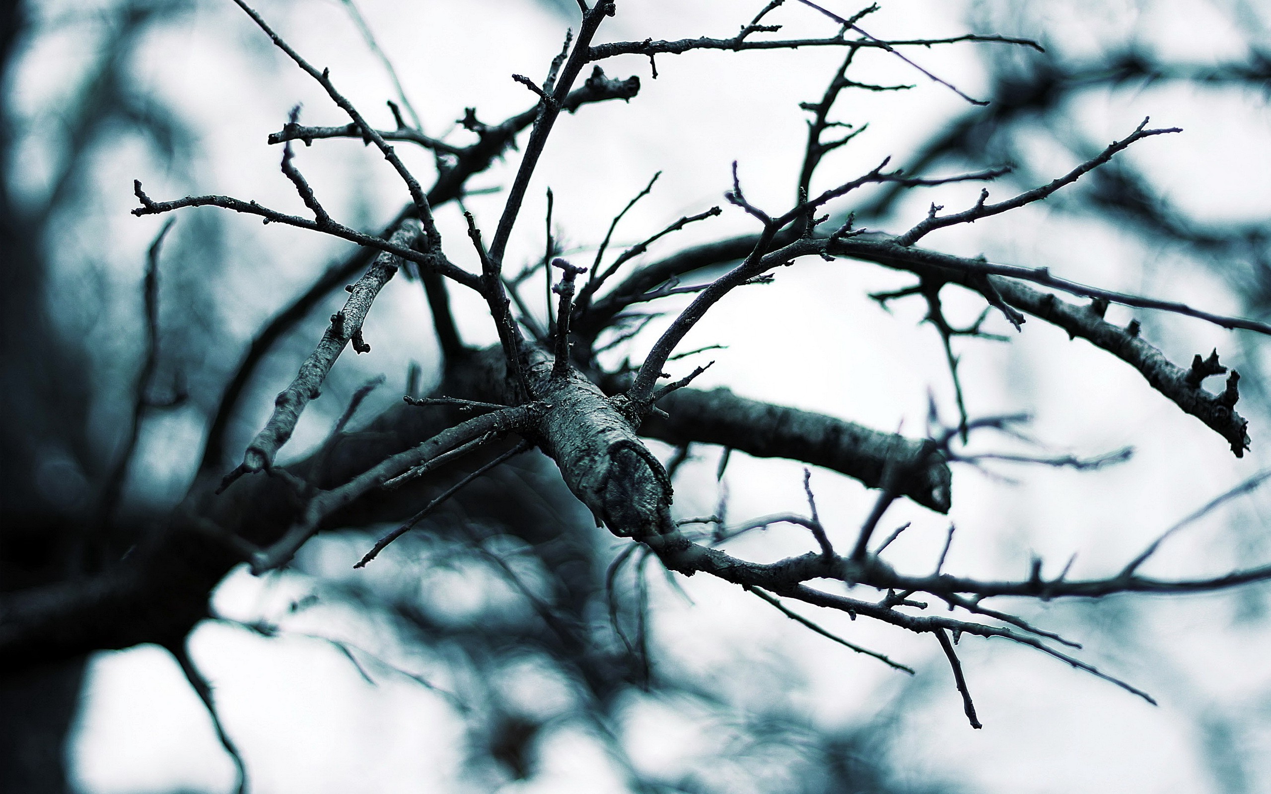 Wallpapers branch macro muted on the desktop