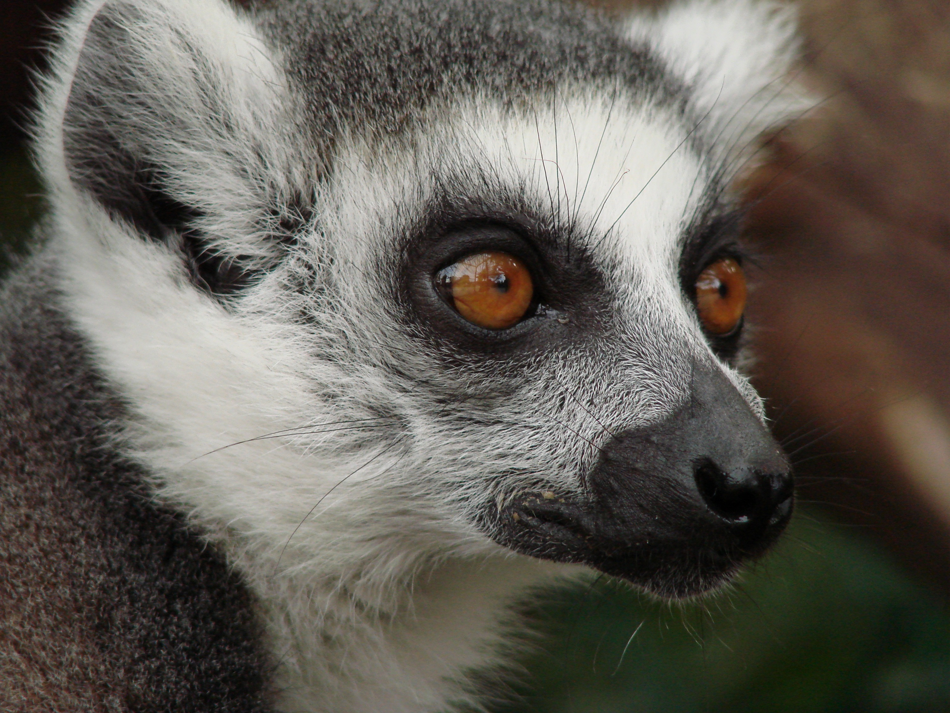 Wallpapers cute wildlife mammal on the desktop