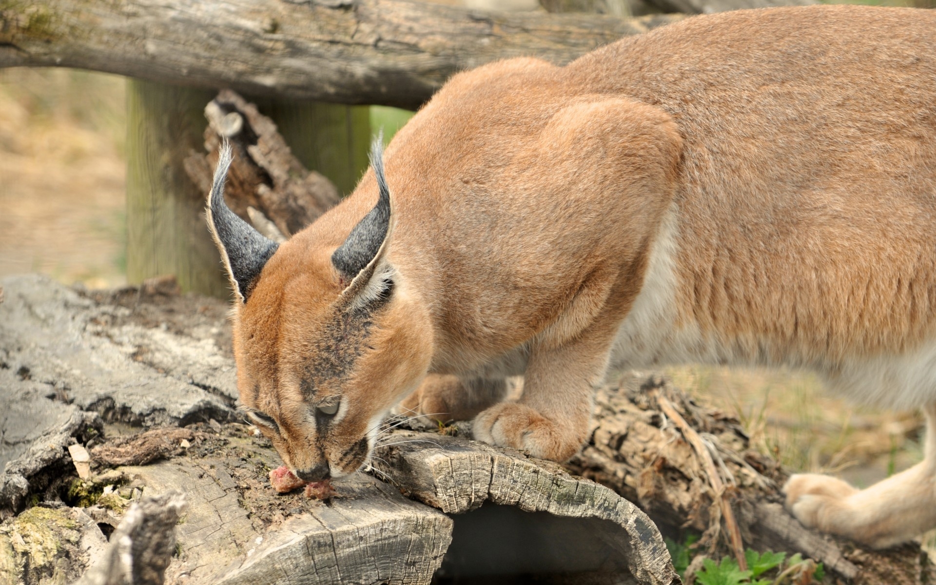 Wallpapers nature animals zoo on the desktop